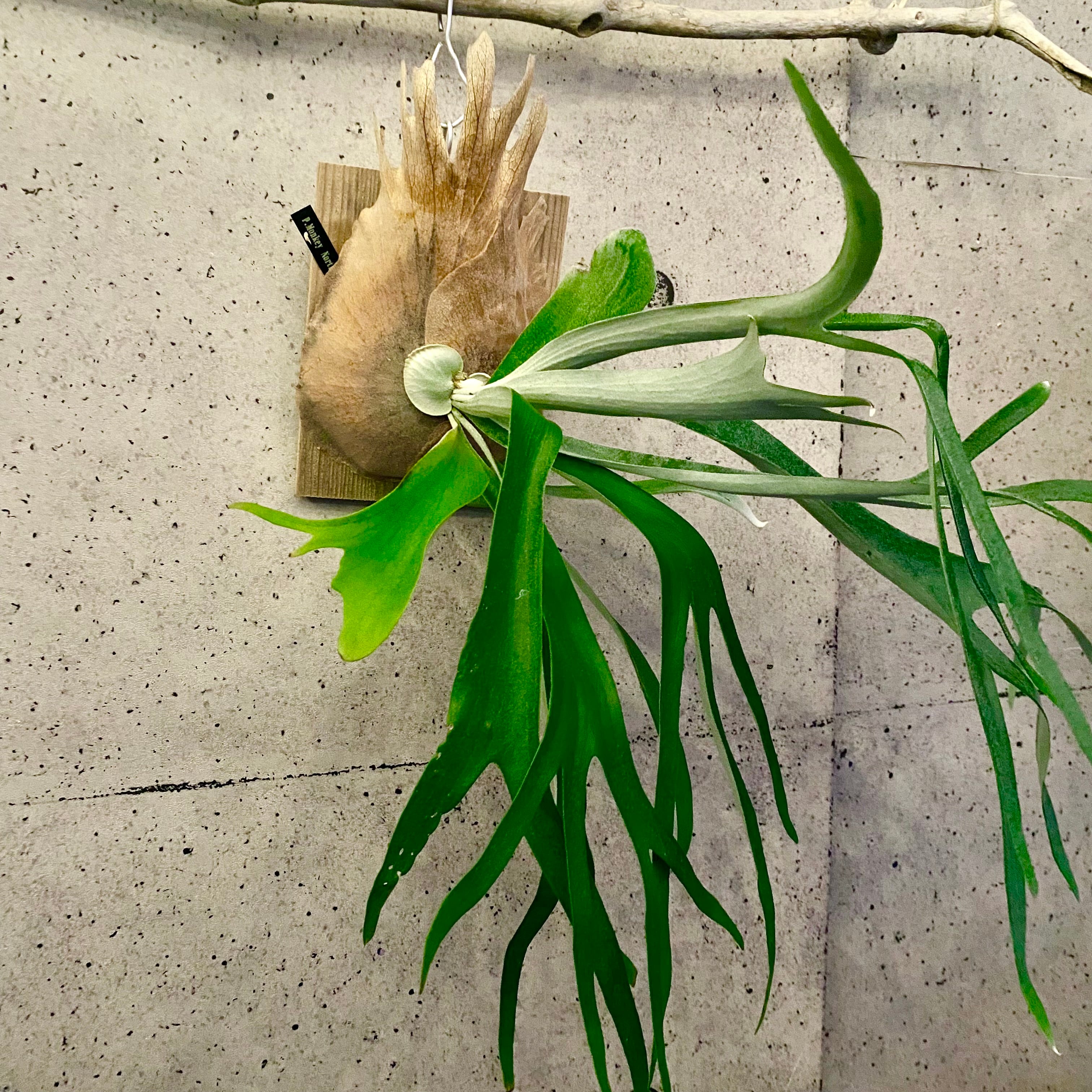 ビカクシダ | Planet Plants プラネットプランツ