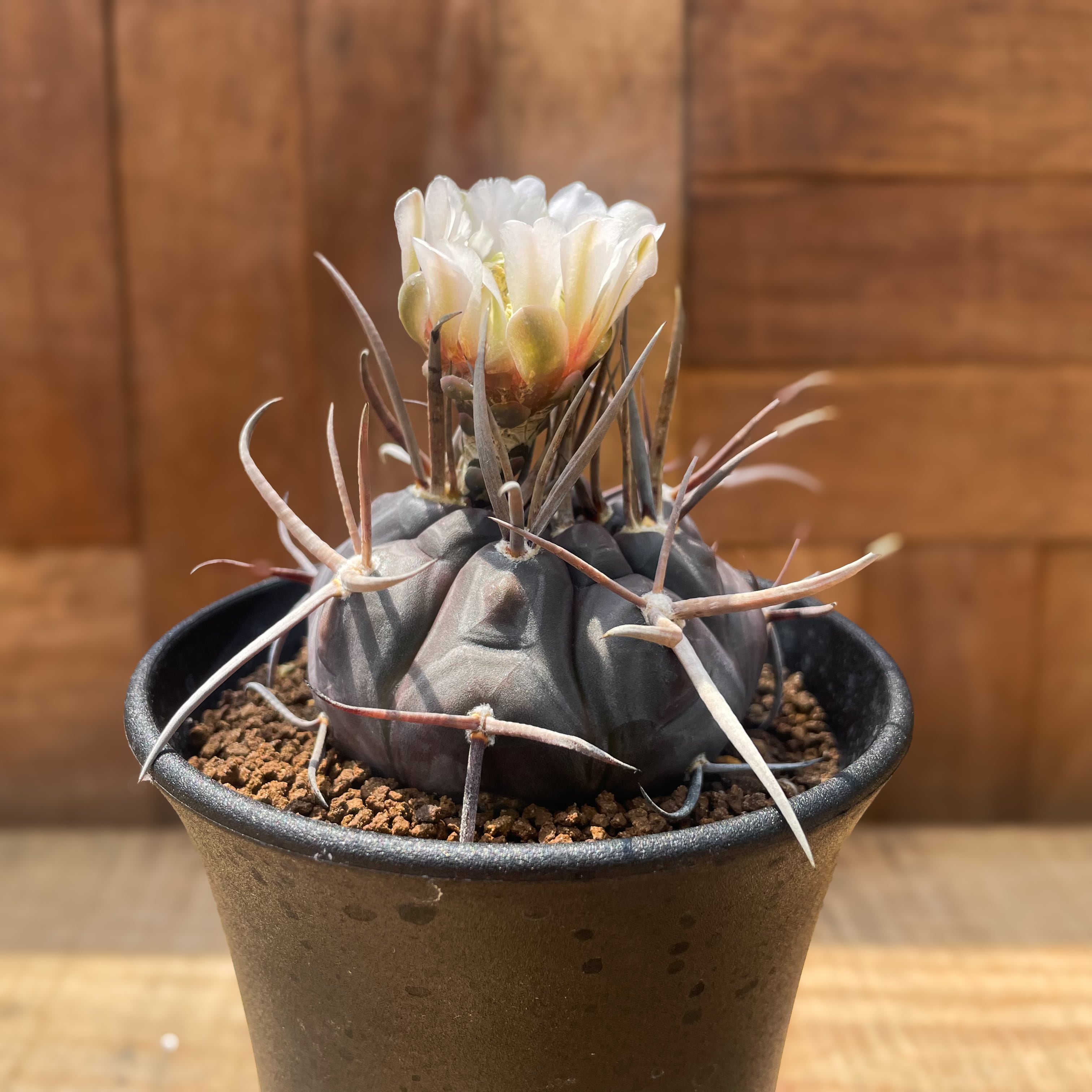 Gymnocalycium mazanense【ギムノカリキウム・守金魔天竜】 | RIMO 