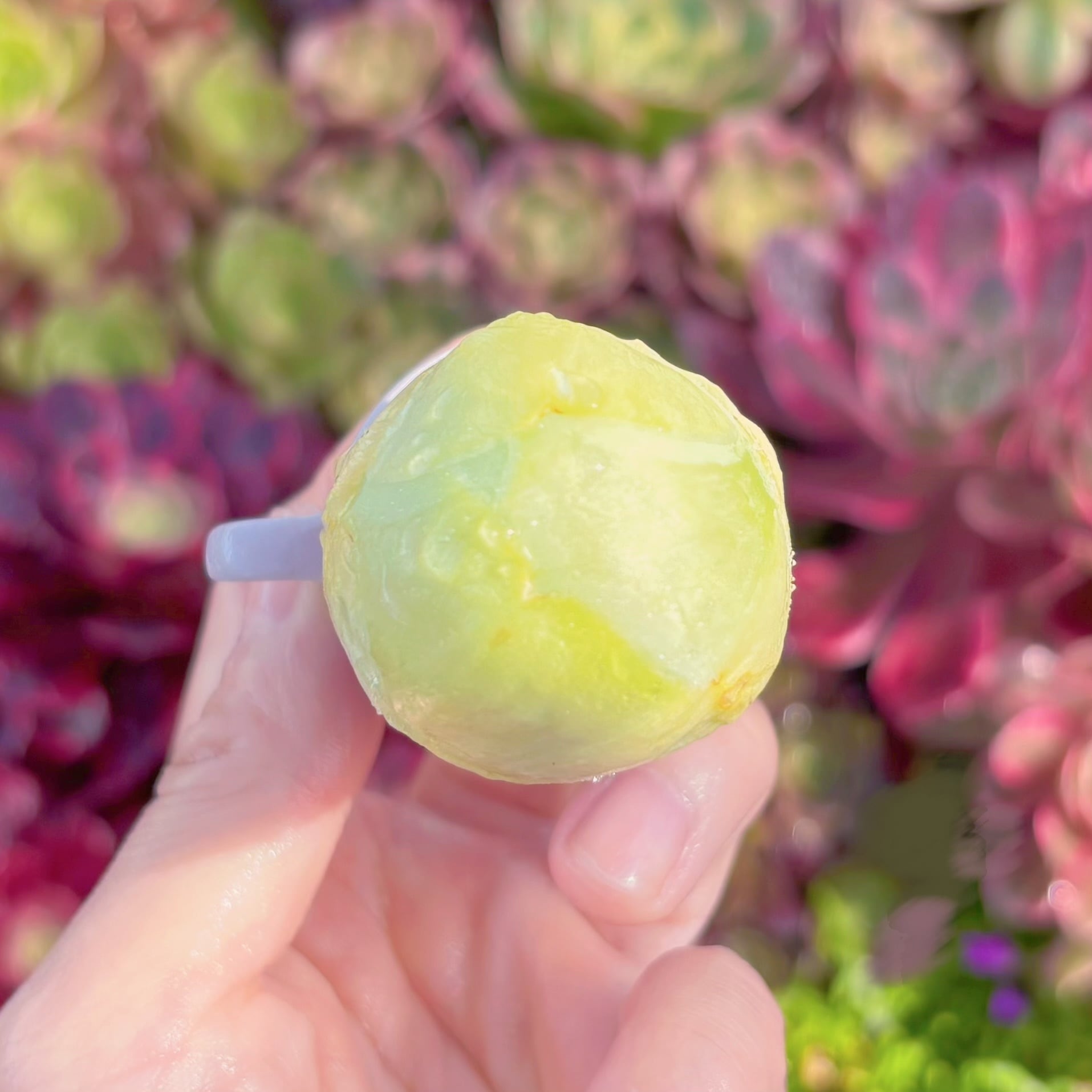多肉植物　グリーノビア　タマゴ　新入荷　るる農園