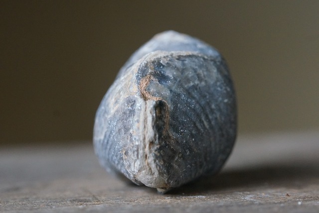 Spinocyrtia elburzensis 化石  ①