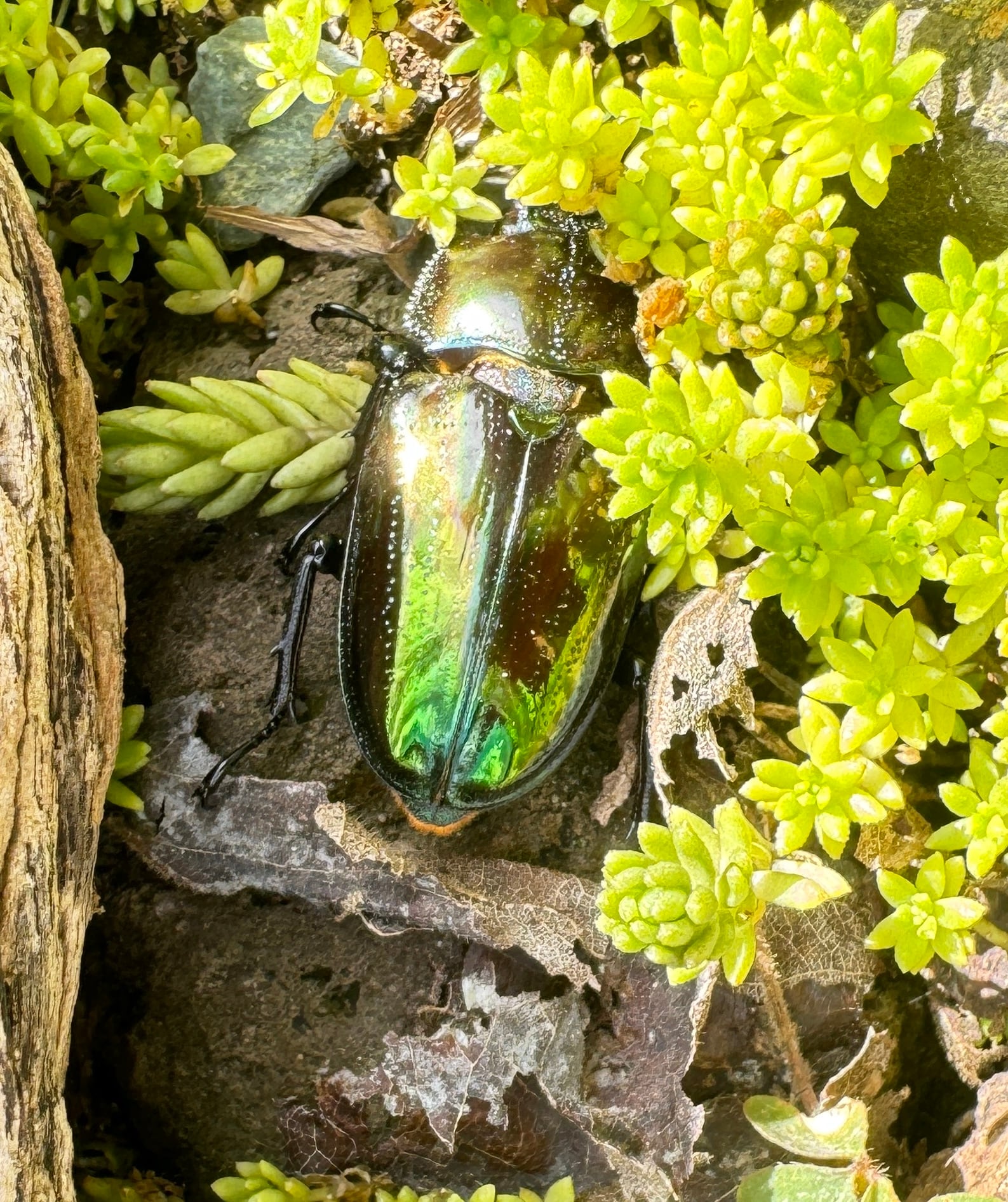 虫類 青紋系 5ペアセット ニジイロクワガタ ニジイロ 青紋