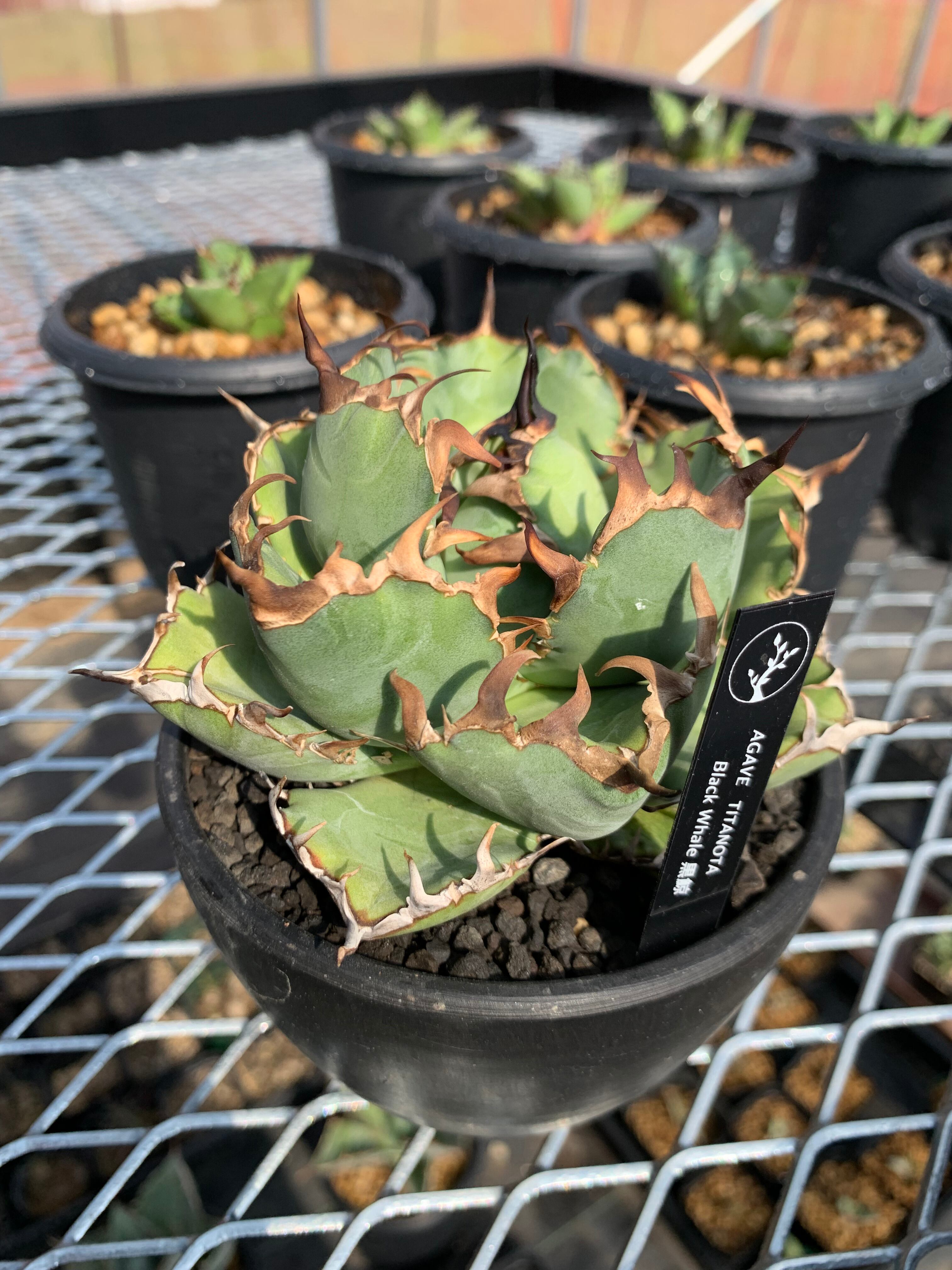 アガベ チタノタ CF-001中株/Plants by the coreさん株 【公式通販】