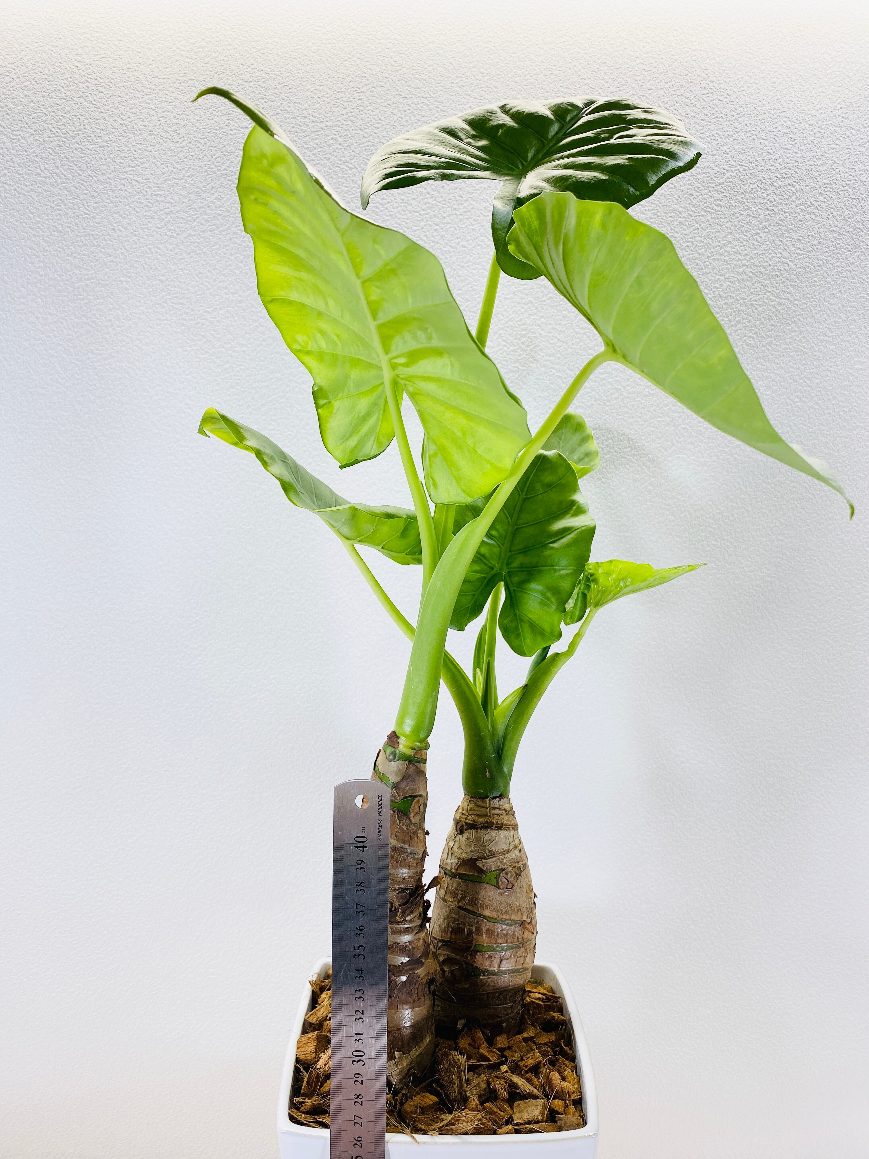 クワズイモ [観葉植物] | Herbree・観葉植物の通販