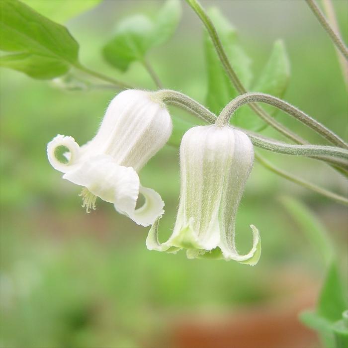 クレマチス 白磁 ヴィオルナ系 | mateflowergarden