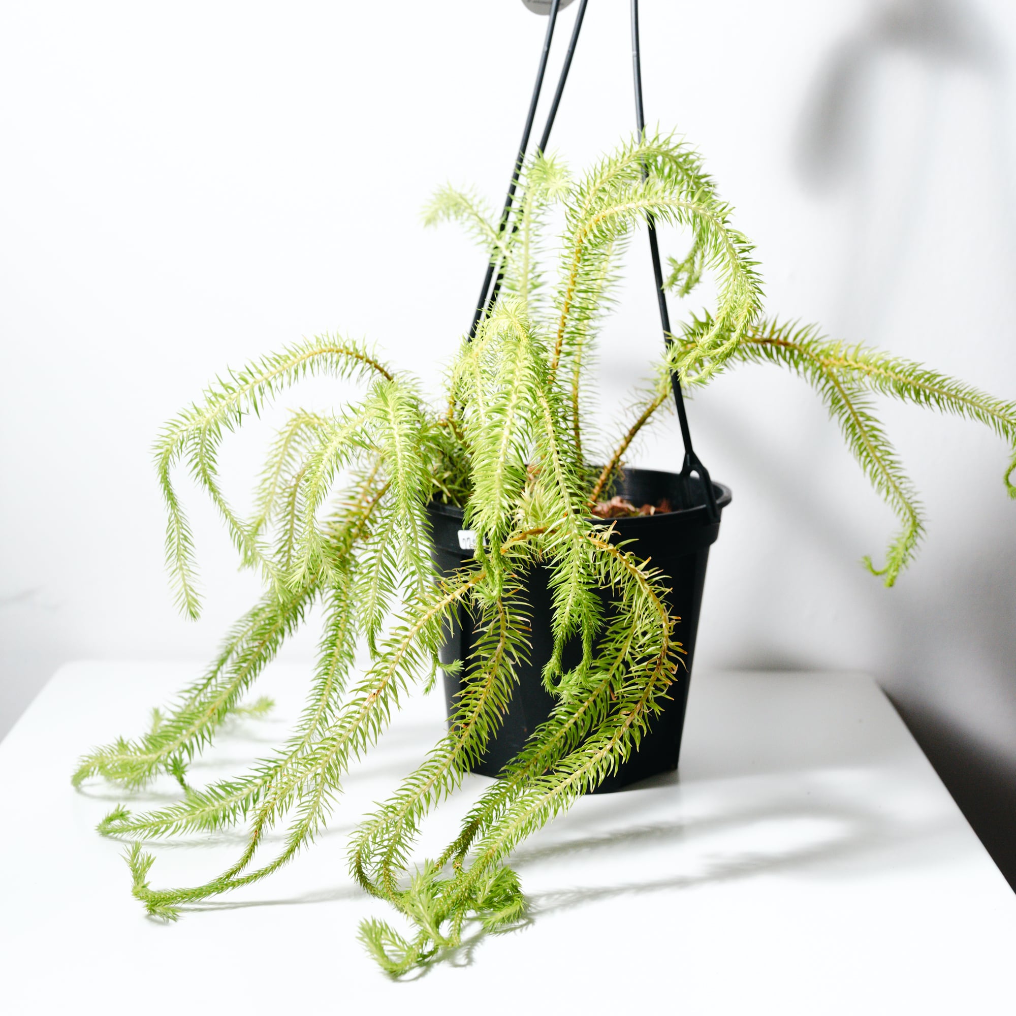 ホヤ・カリストフィラ（Hoya callistophylla） | MERAKI