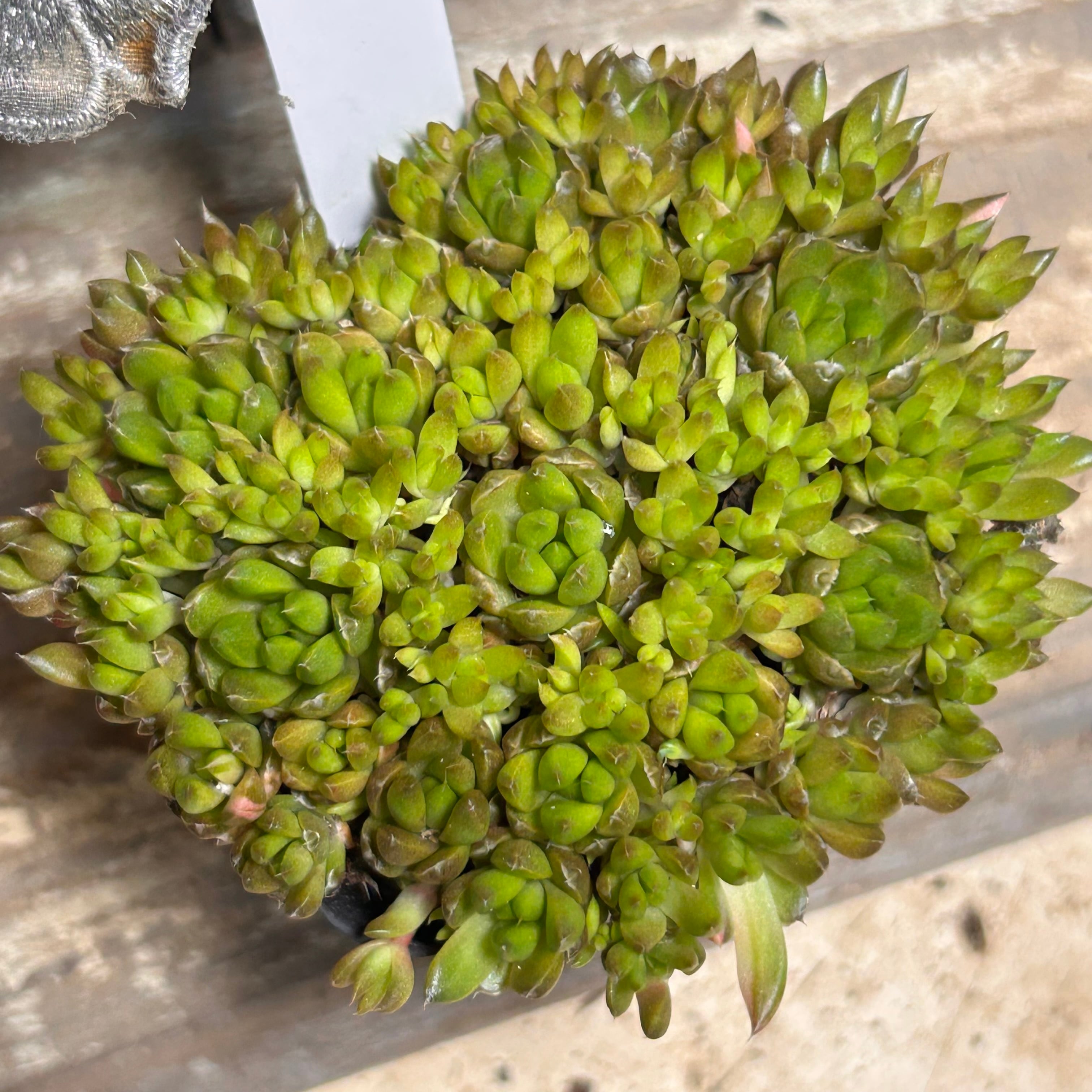 爪蓮華(ツメレンゲ) | RuPo 多肉植物専門店