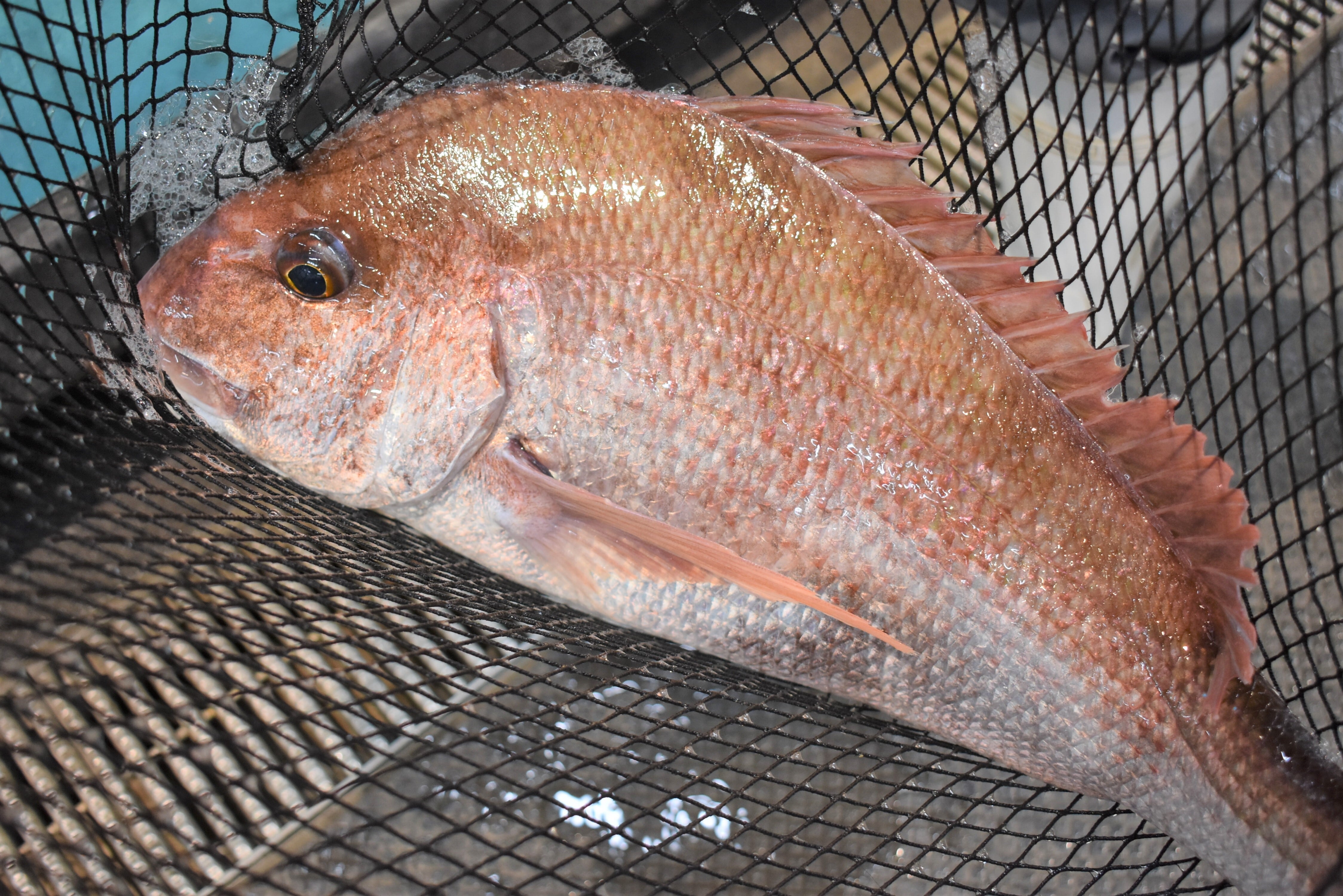 d411105花鯛 2.5 津軽 d411105花鯛 2.5 津軽 【公式通販】