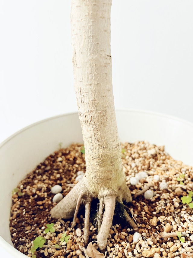 【幻の逸品・沖縄産】フィカス・アフリカンプリンス 曲がり仕立て 【Premium Plants】