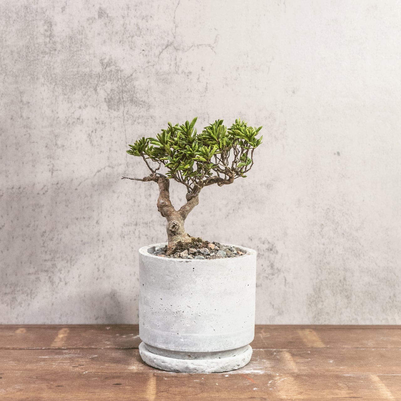 ツゲ｜自然な曲線美と柔らかな緑を楽しむモダン盆栽【手作りモルタル鉢】