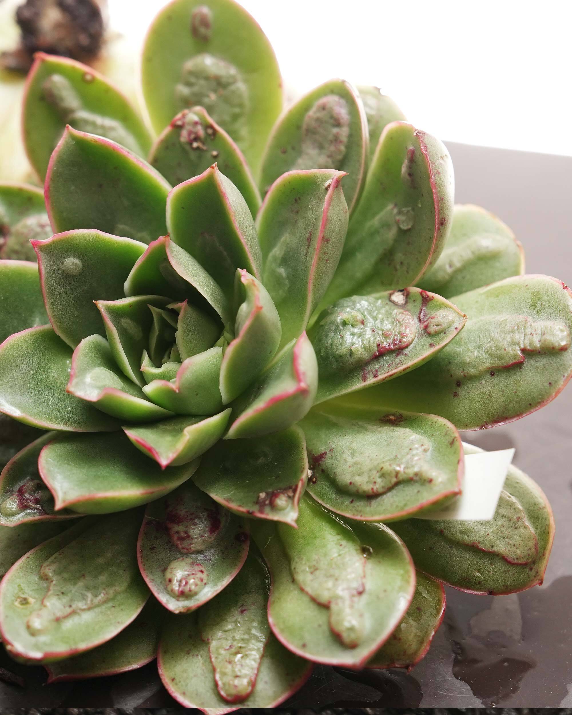 洋書 ECHEVERIA CULTIVARS 図鑑 カット苗 魔王月影 Echeveria 'Demon King Moon Shadow' | PUKUBOOK