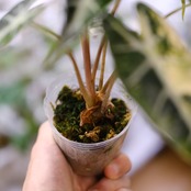 アロカシア バンビーノ イエロー / Alocasia bambino variegated 'Yellow'⑧ / 観葉植物