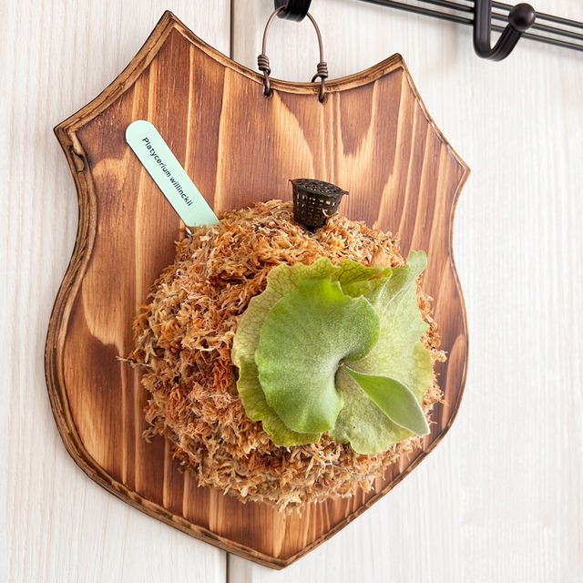 ビカクシダ ウィリンキー 板付 【観葉植物 室内 コウモリラン】