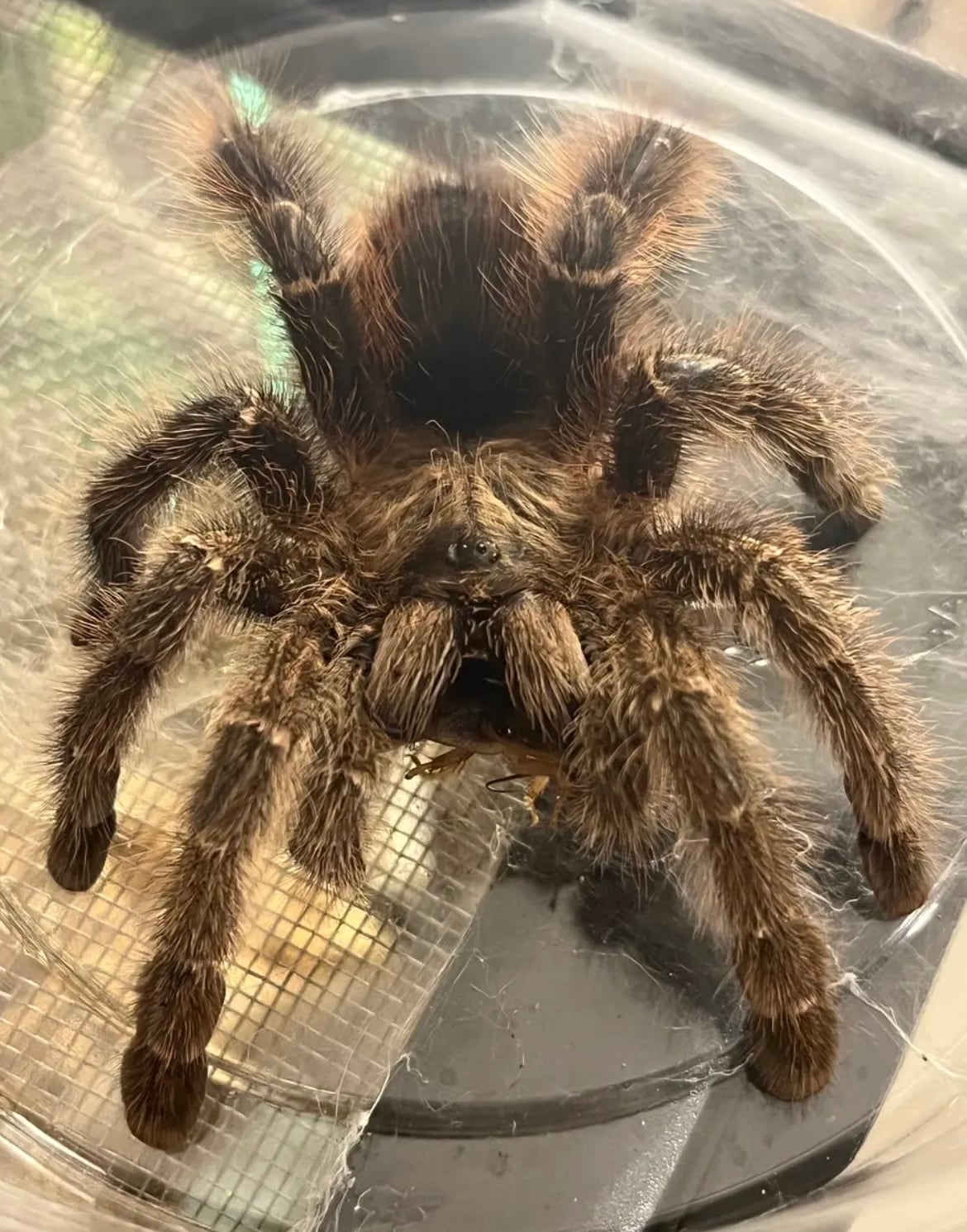 Avicularia | オモニキチュウ