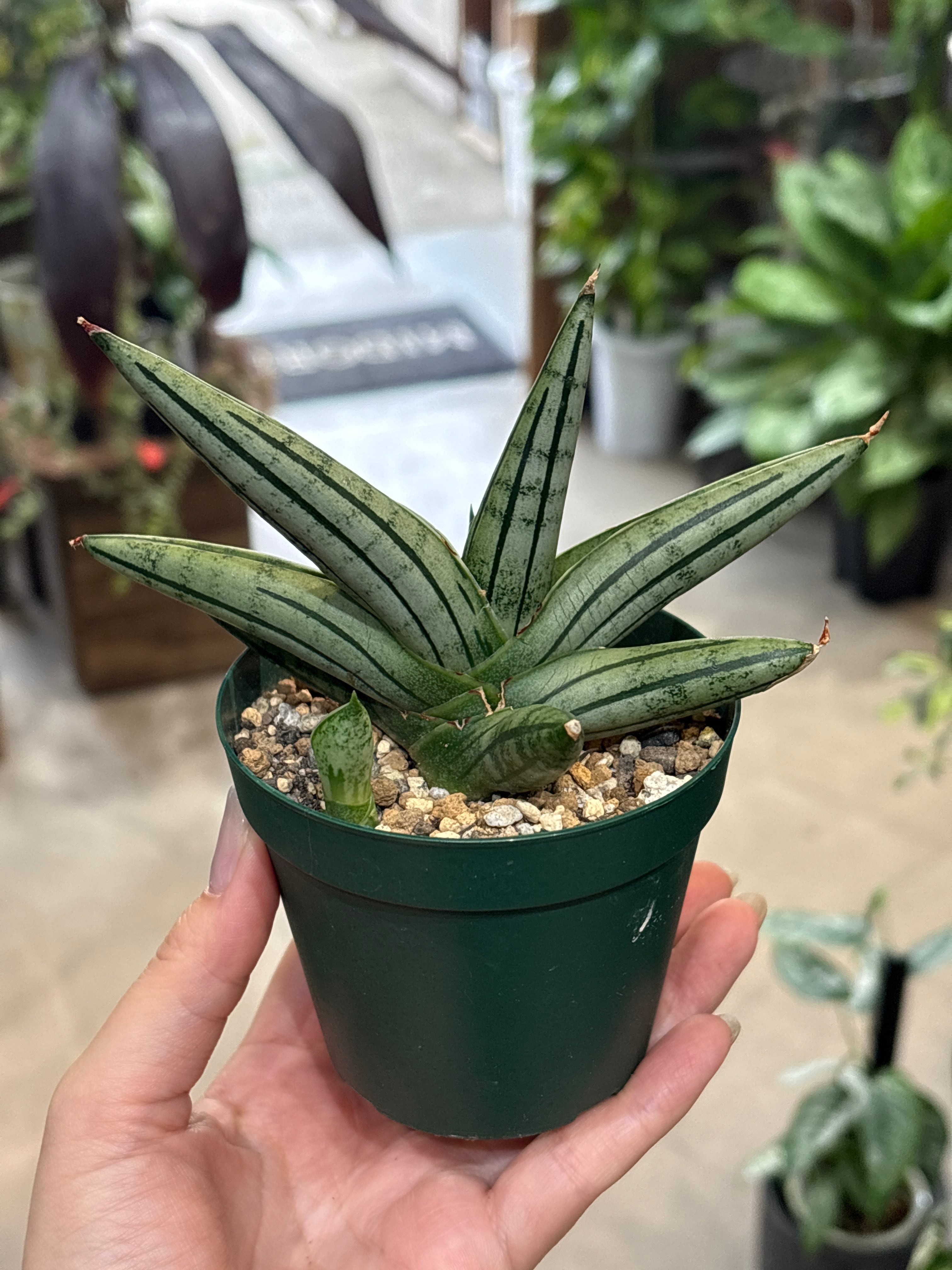 サンスベリア キルキークレオパトラ | MIDORIYA 観葉植物専門店