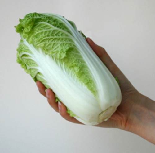 ハクサイ 「娃々菜」（P5000粒） 画像