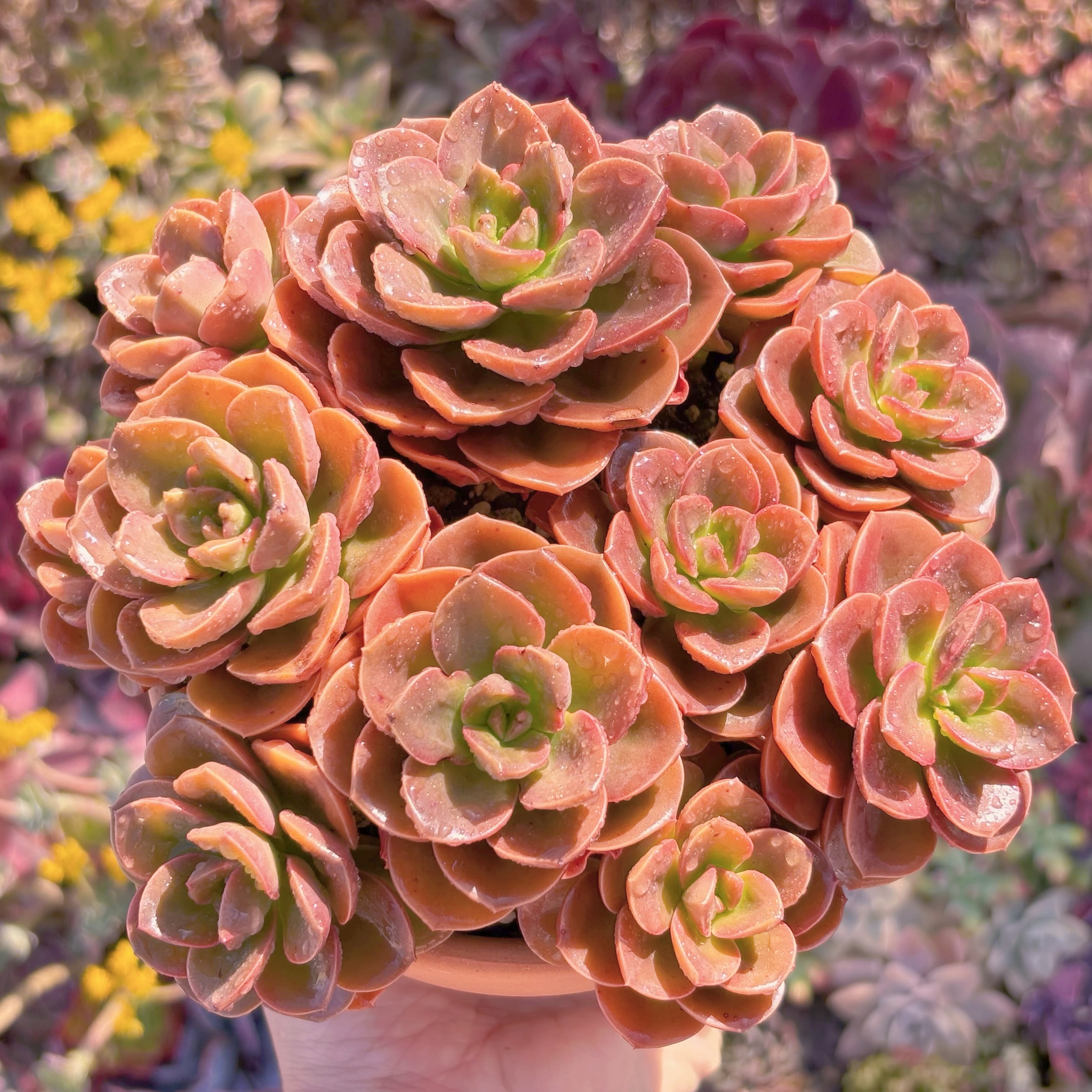 多肉植物 チョコレート 大群生 新入荷 るる農園 | るる農園~多肉植物専門