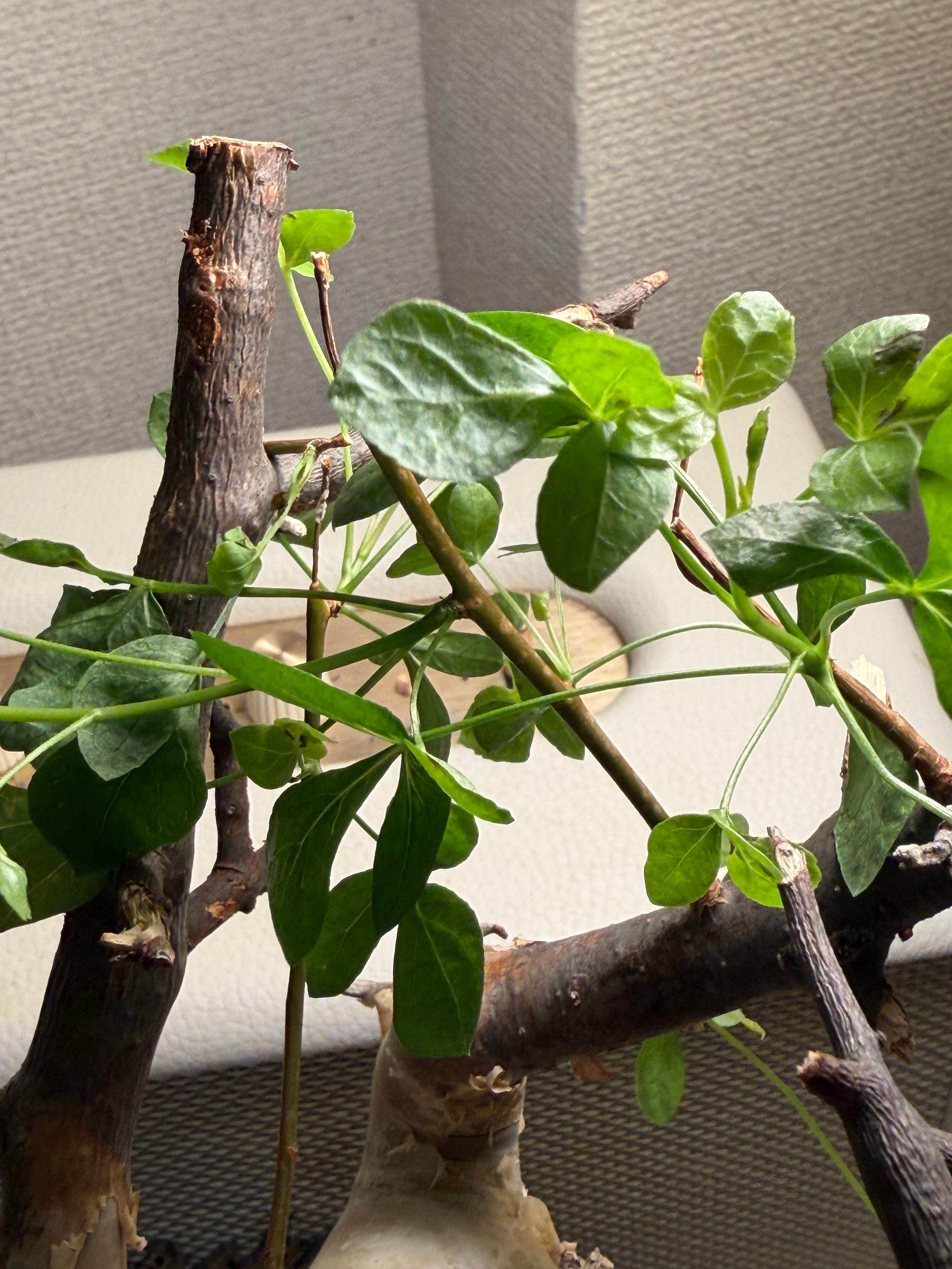 コミフォラ カタフ ピュアソマリア Commiphora アデニア アクレアータ