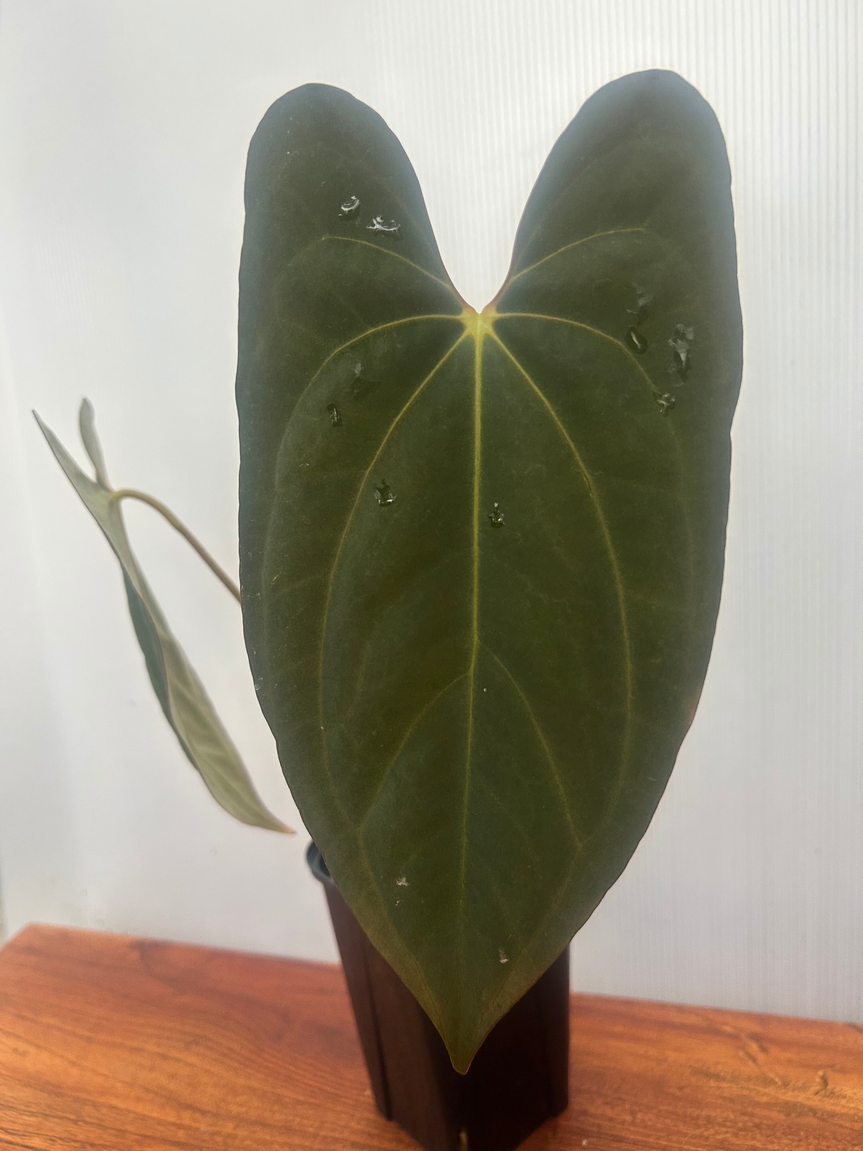 Anthurium | BA PLants