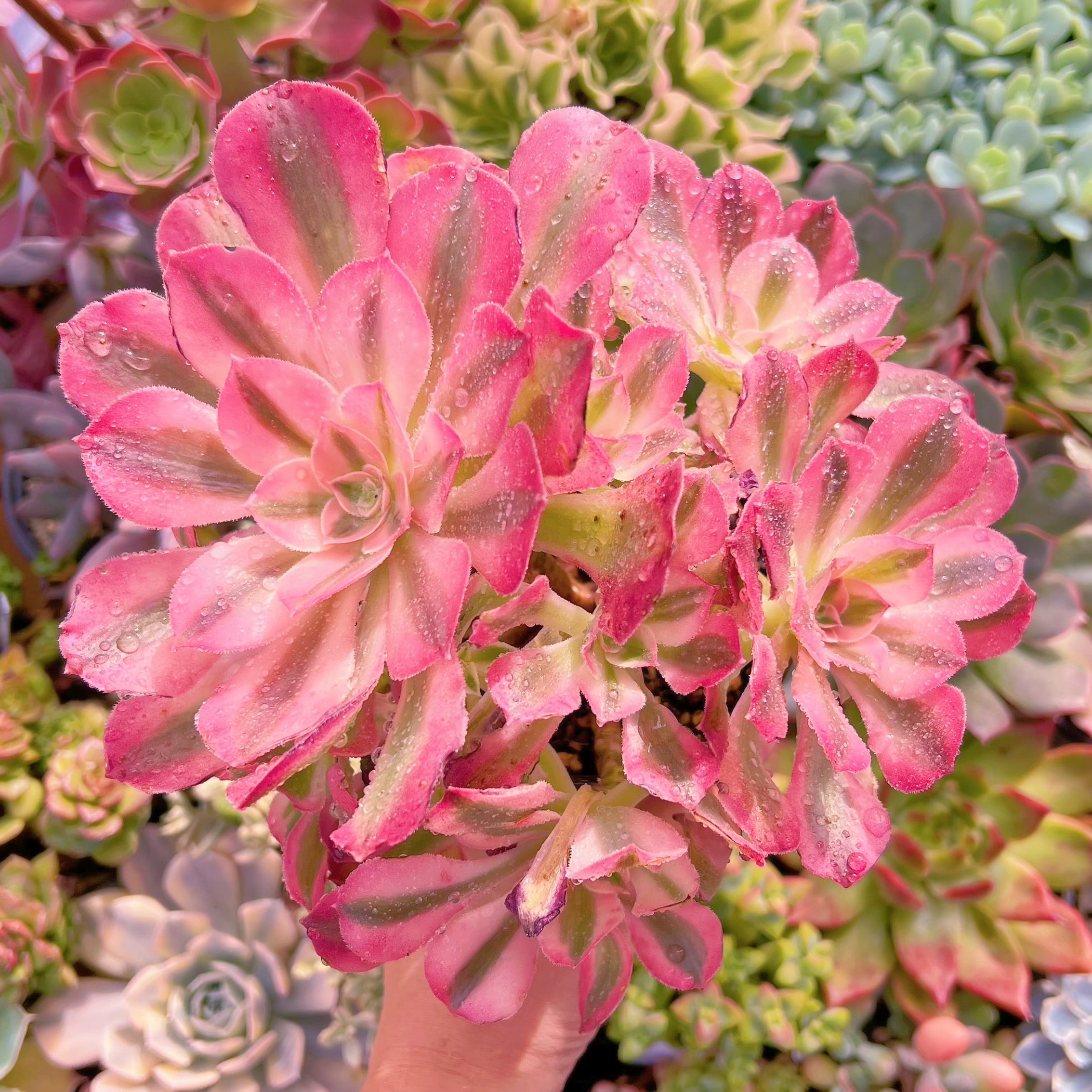 多肉植物　アフラダイティ特大群生　新入荷　るる農園