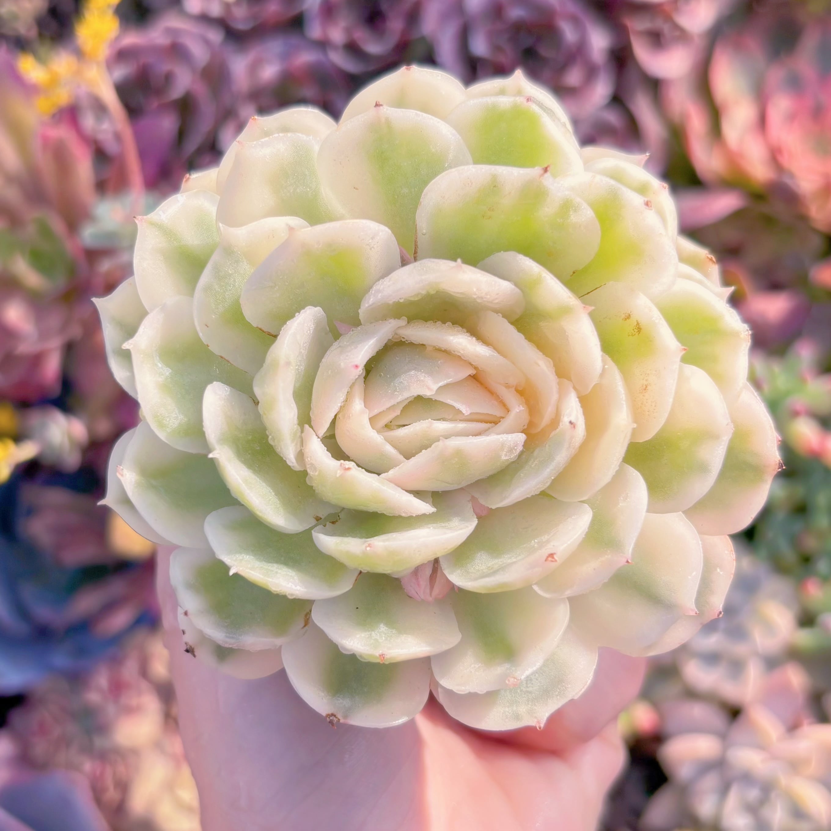 現品　オンスロー錦#M036　極上株　るる農園