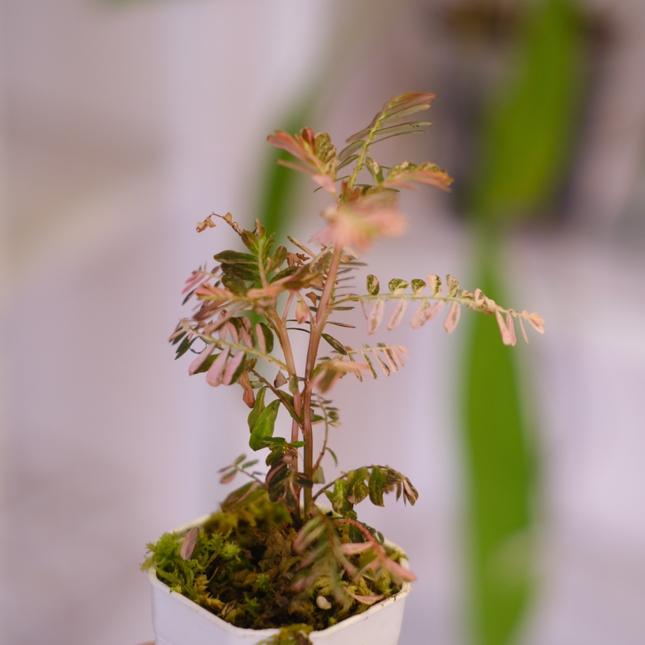 Phyllanthus urinaria 'Pink Variegated'│フィランサス・ウリナリア ピンク斑入り│観葉植物