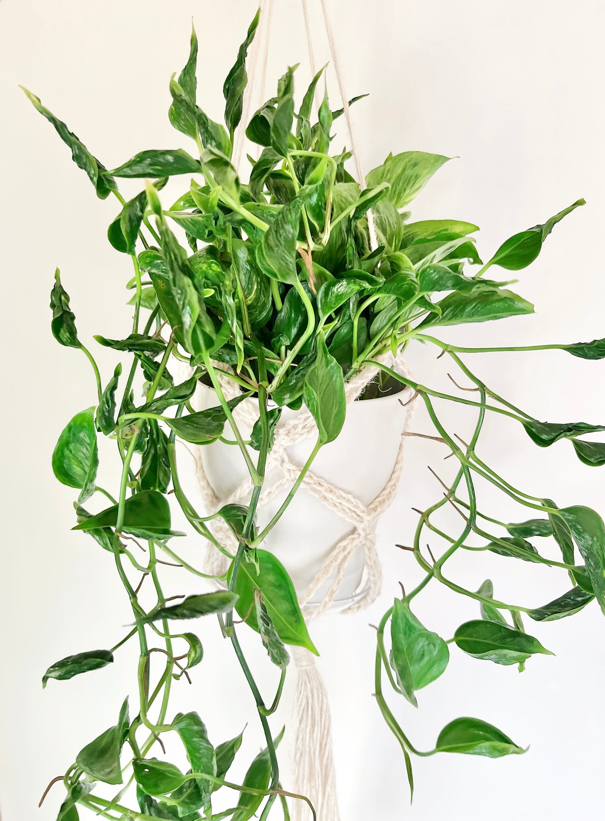 希少 観葉植物 ポトス テルノシャングリラ プラントハンガーセット 送料込み Calmcafe