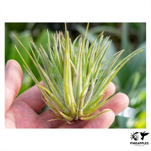 Tillandsia ionantha 'Red Flame' (Monstrose)