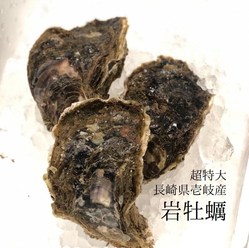 超特大　約500gアップ　長崎県壱岐産　黄金岩牡蠣　x3個入【特大岩牡蠣