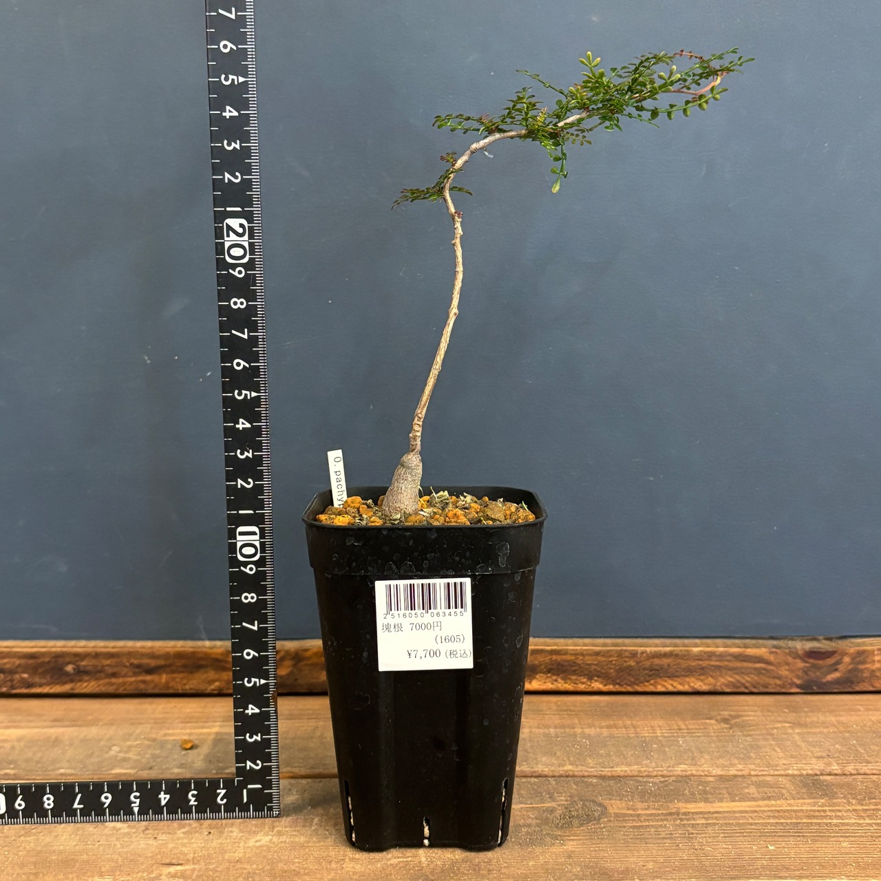 オペルクリカリア　パキプス【541】