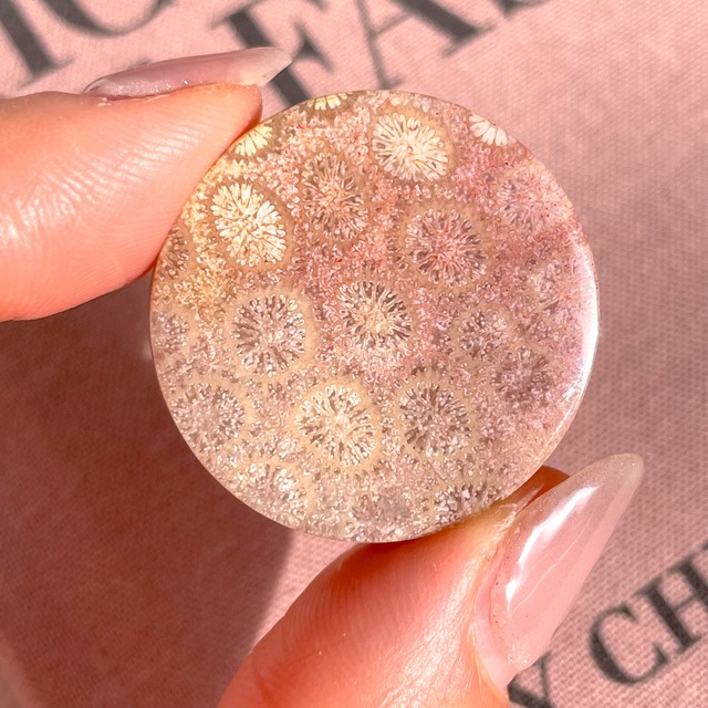 Fossile Coral Round 1✧ フォッシルコーラル (化石珊瑚)