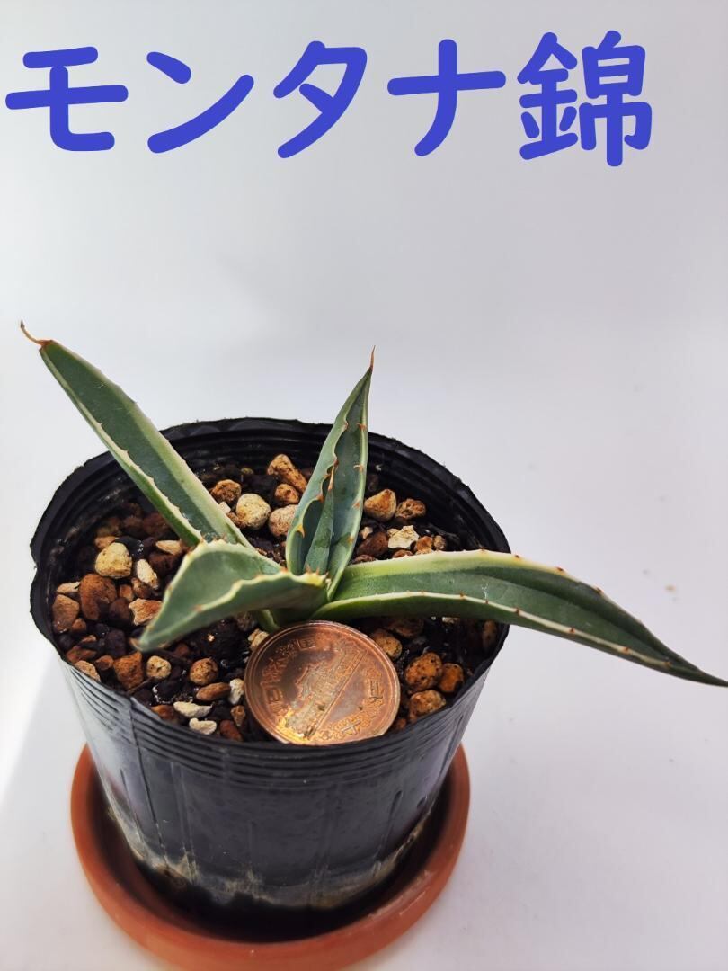 サイズ大】アガベ 王妃笹の雪A型 ピンキーTC 白覆輪 抜き苗発送 サイズ大】アガベ 王妃笹の雪A型 ピンキーTC 白覆輪 抜き苗発送