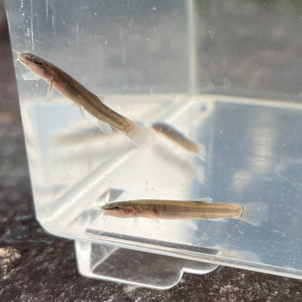 ※セット販売※（淡水魚）小さめ　ナガレホトケドジョウ　2～4ｃｍ±（3匹）【生体】