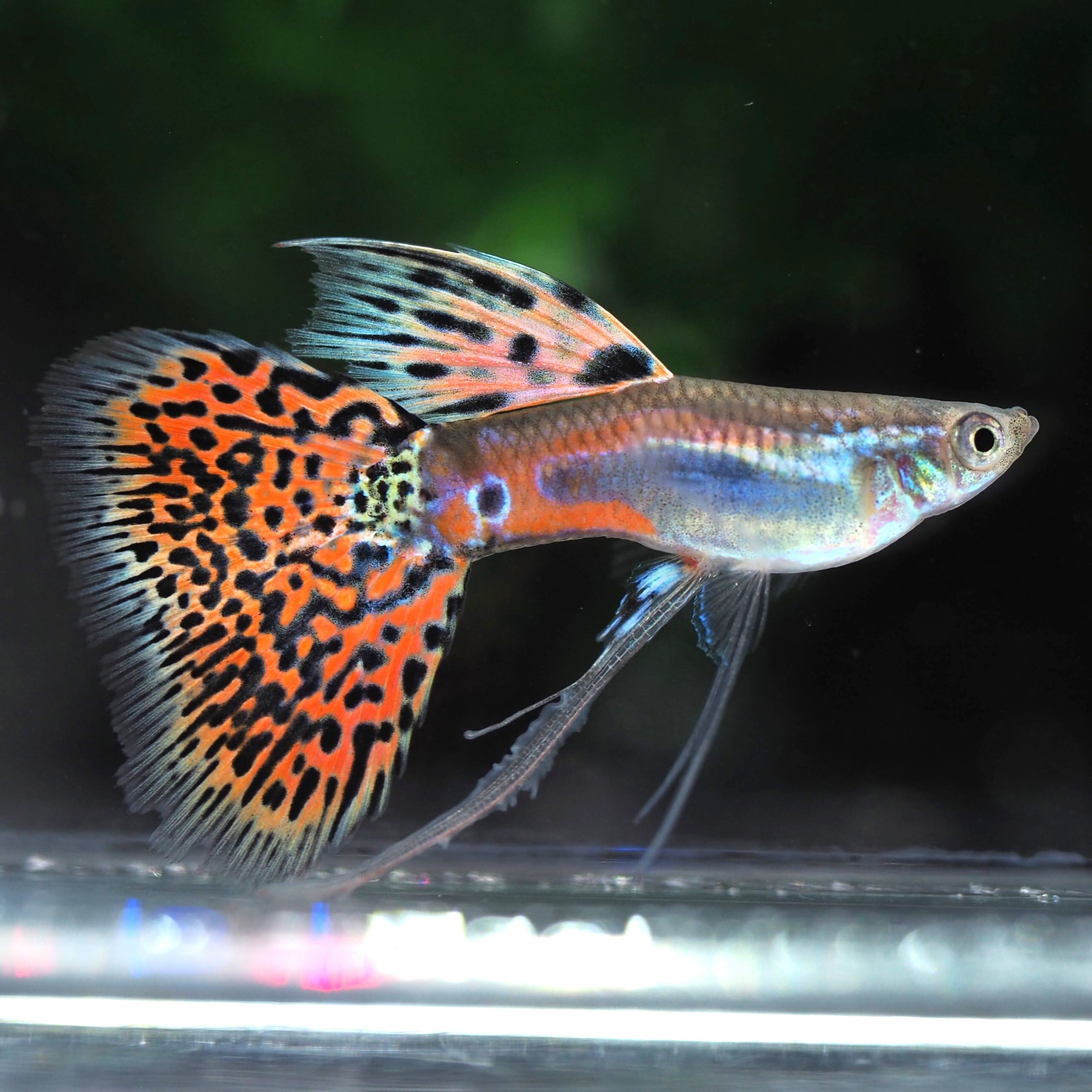 レッドグラスリボン 1トリオ | 伊豆グッピーファーム