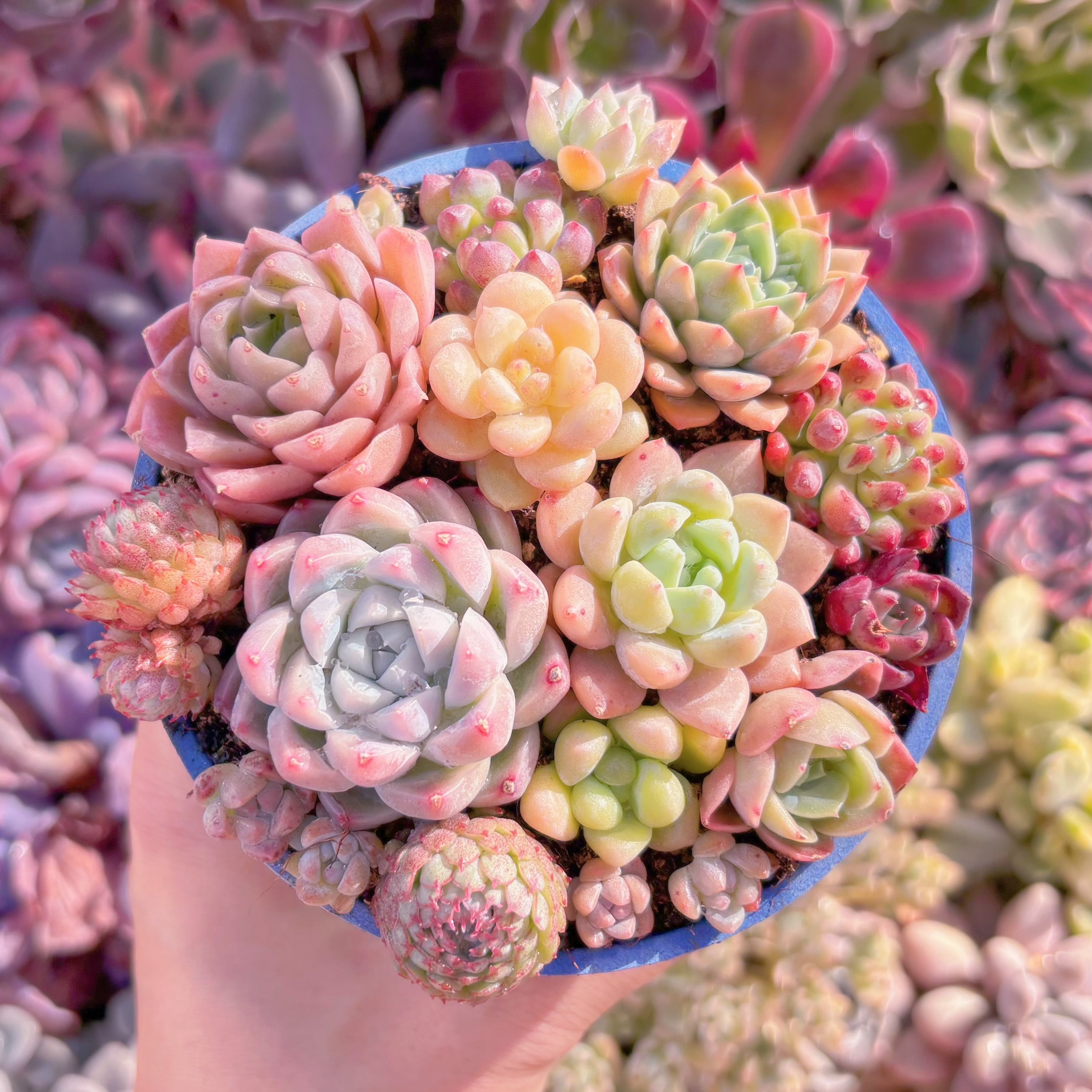 現品　寄せ植えセット#1176　るる農園