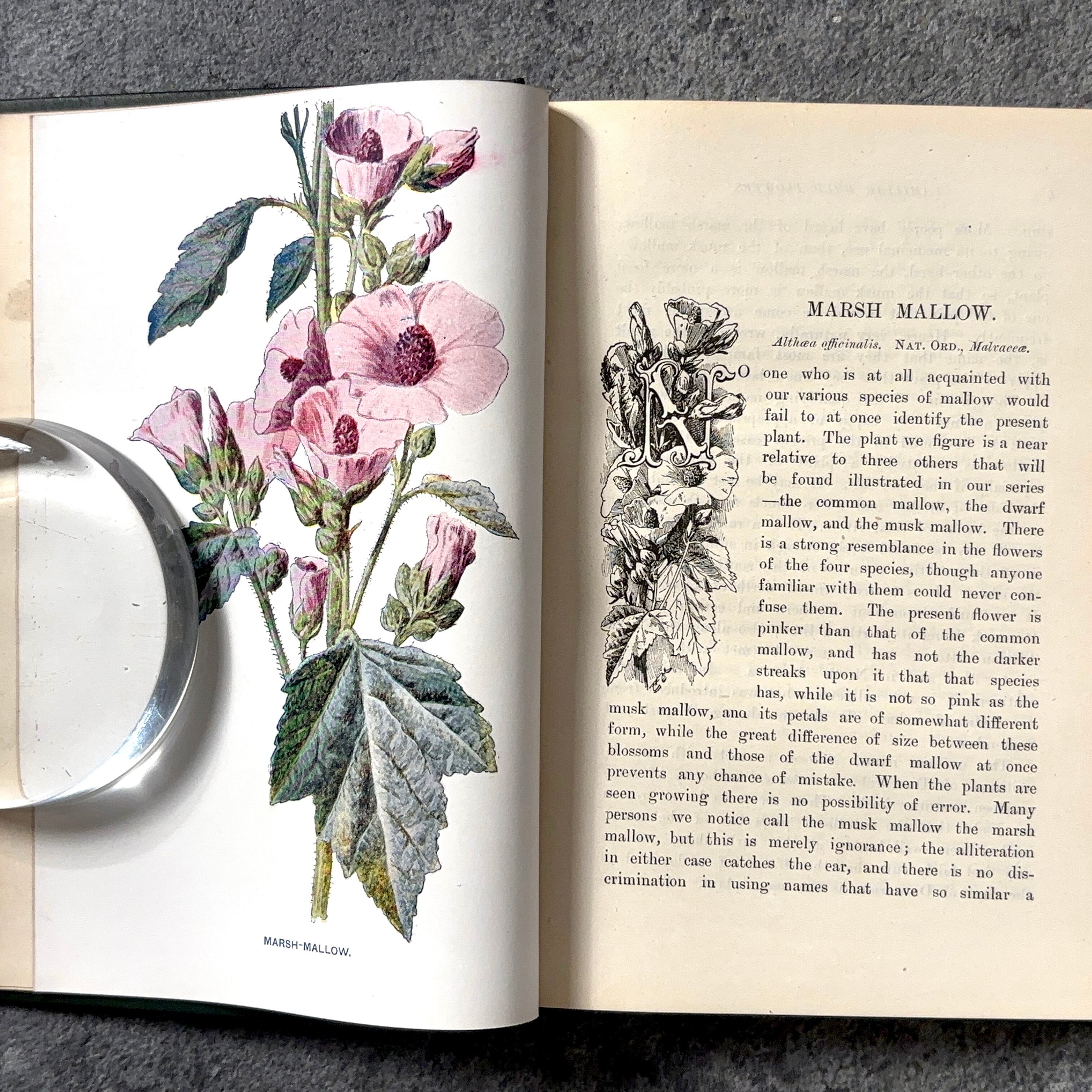 J.Sturm ドイツの植物図鑑 No.14 ボタニカル ヤーコブ・シュトルム
