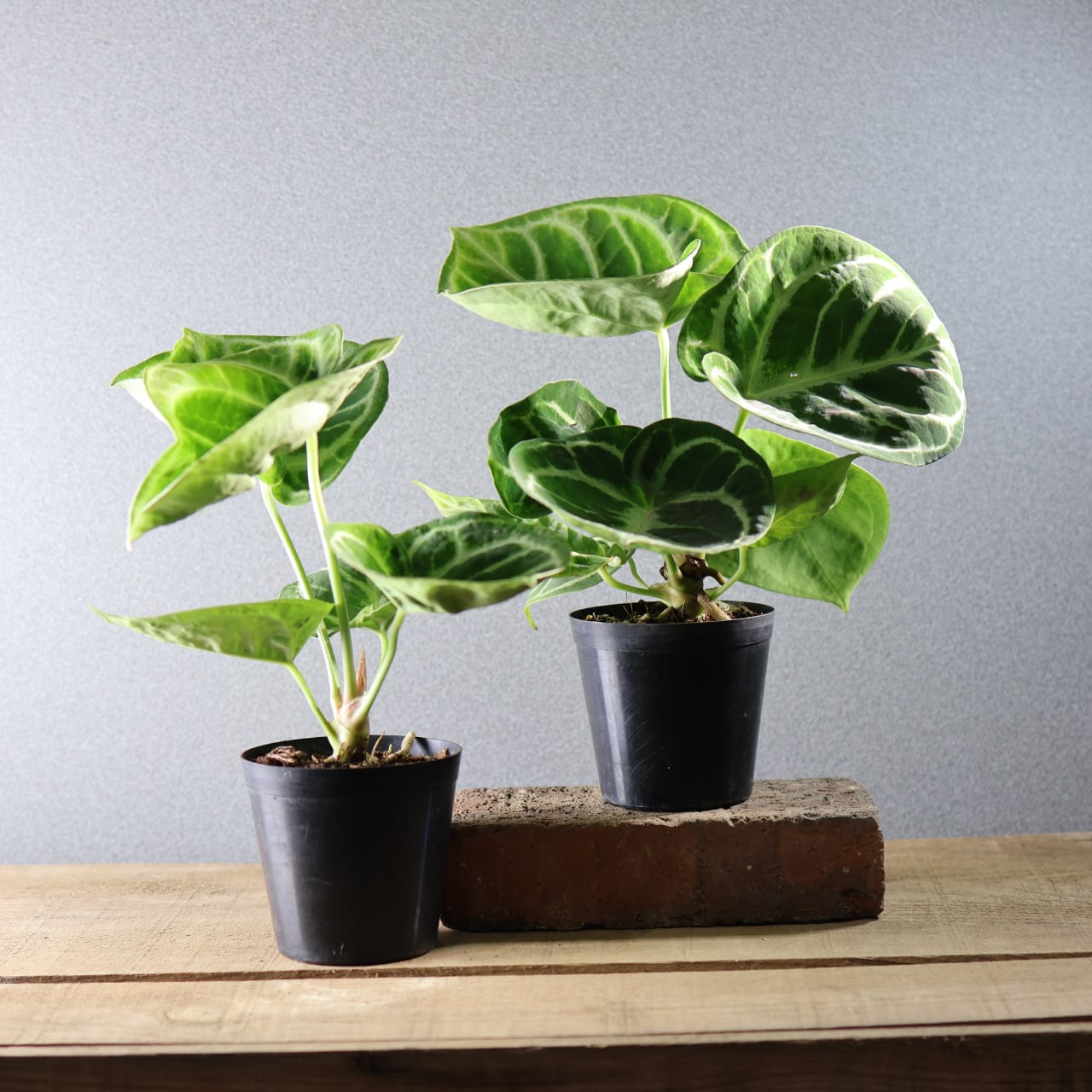 521『アンスリウム ドラヤキ』観葉植物【送料無料】 | MARX PLANTS