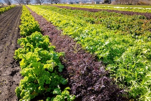 【リニューアル!】野菜計画の"濃い味"野菜箱大盛り　