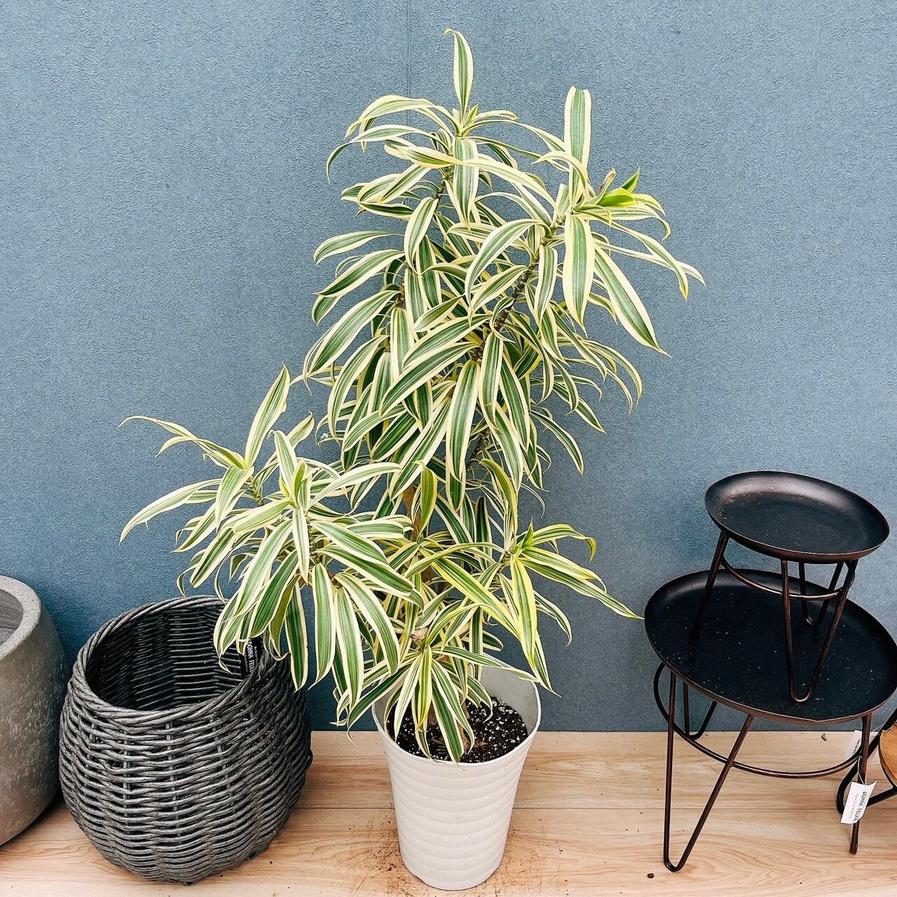 プラスチック鉢＋植物 | PF green☆【観葉植物/鉢苗/インテリア販売】