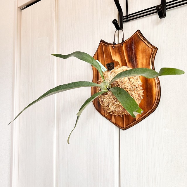 ビカクシダ ベイチー 板付 【観葉植物 壁掛け コウモリラン】