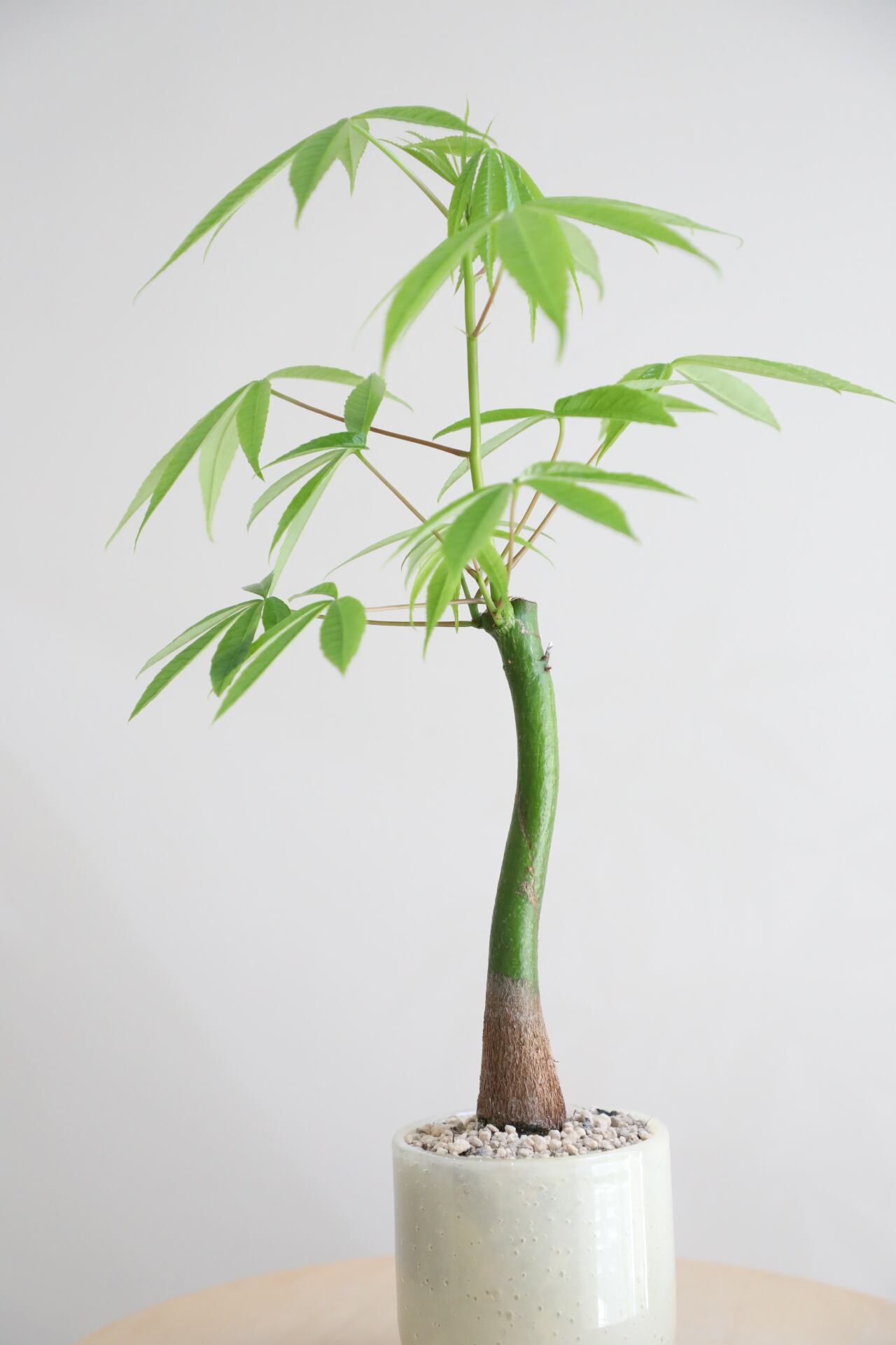 M】トックリキワタ/Ceiba speciosa | 【厳選植物・器】MIDORI DOUMEI