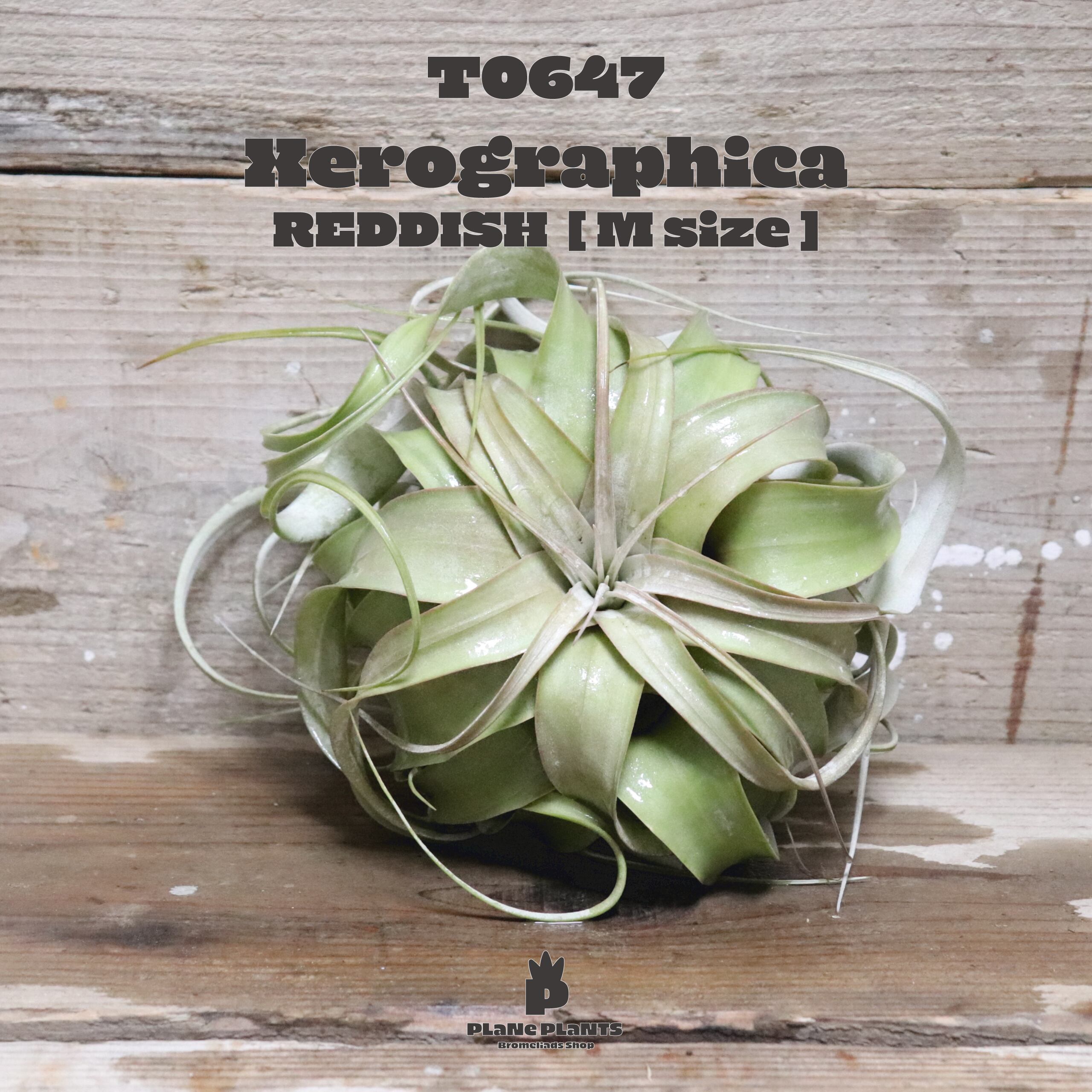 【送料無料】キセログラフィカ M〔エアプランツ〕現品発送T0647