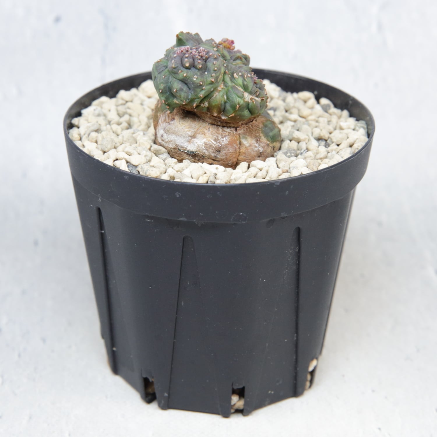 超厳選株】超異型 成長点3点 円扇石化 マイクロオベサ