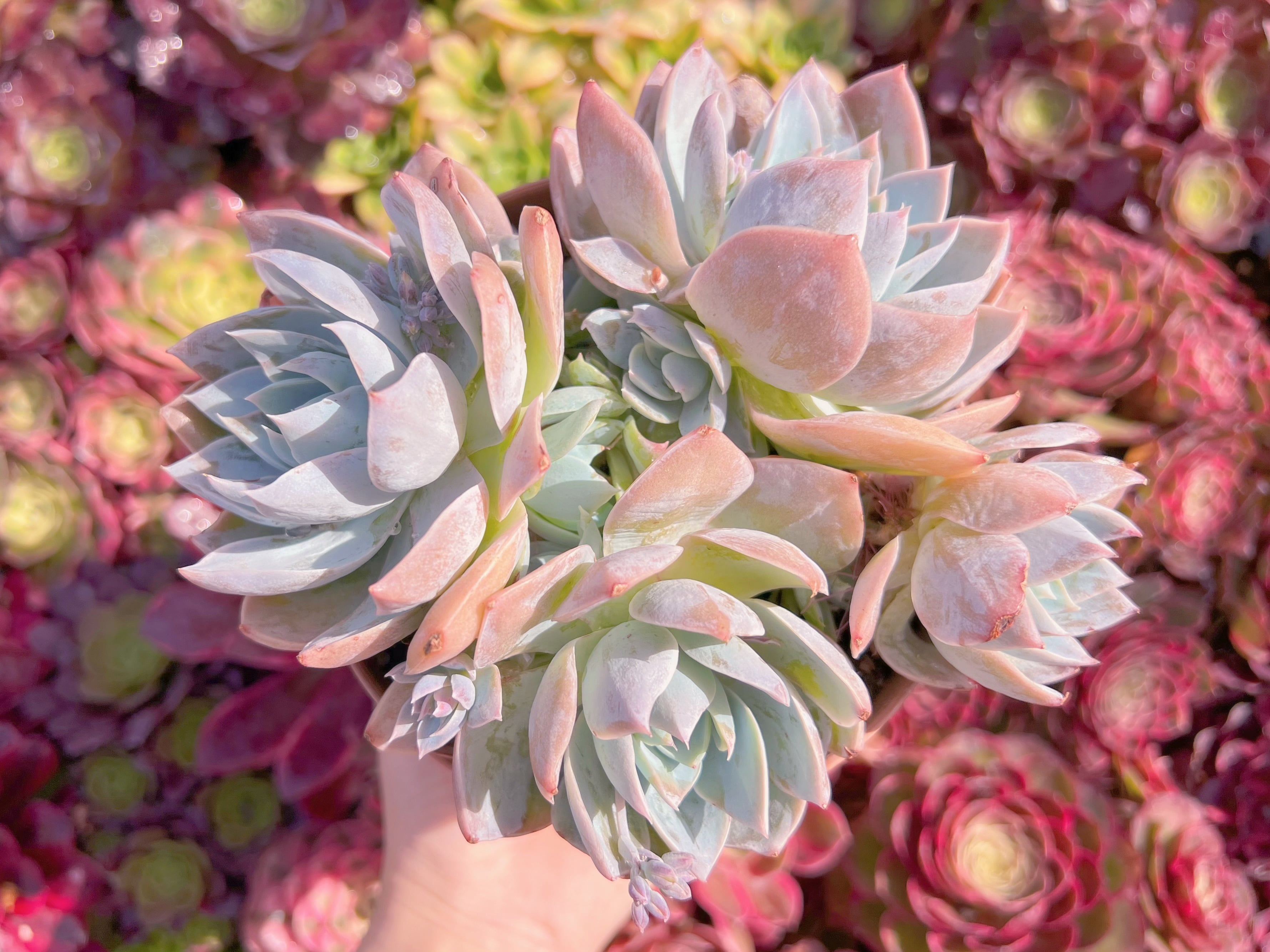 現品　Sedum suaveolens#K509   大群生　新入荷　るる農園