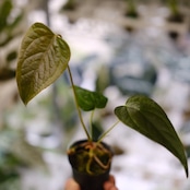【希少】Anthurium Queen of Heart / アンスリウム クイーン オブ ハート⑮ / 観葉植物<育て方・花言葉>