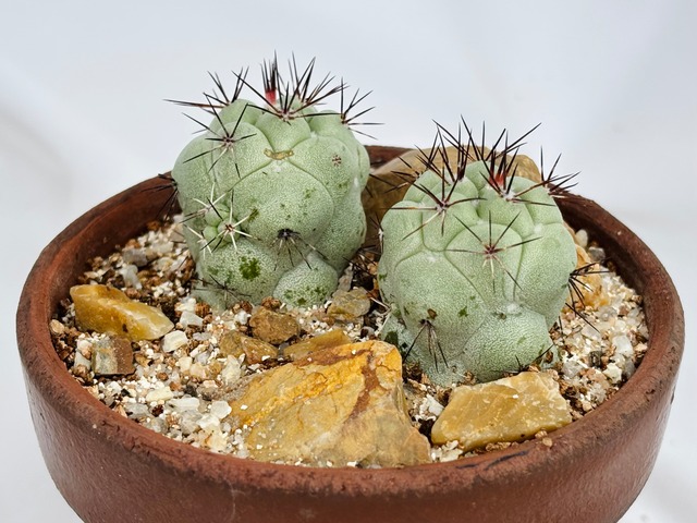 Ortegocactus macdougallii オルテゴカクタス マクドガリー サボテン