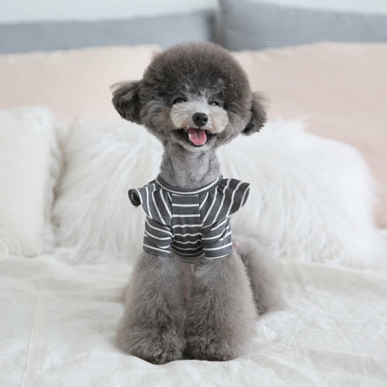 willy stripe t-shirt S ~ XL 2color / 犬服 フリル ボーダー Tシャツ ブラウス ドッグウェア シンプル トップス お出かけ ストライプ 長袖