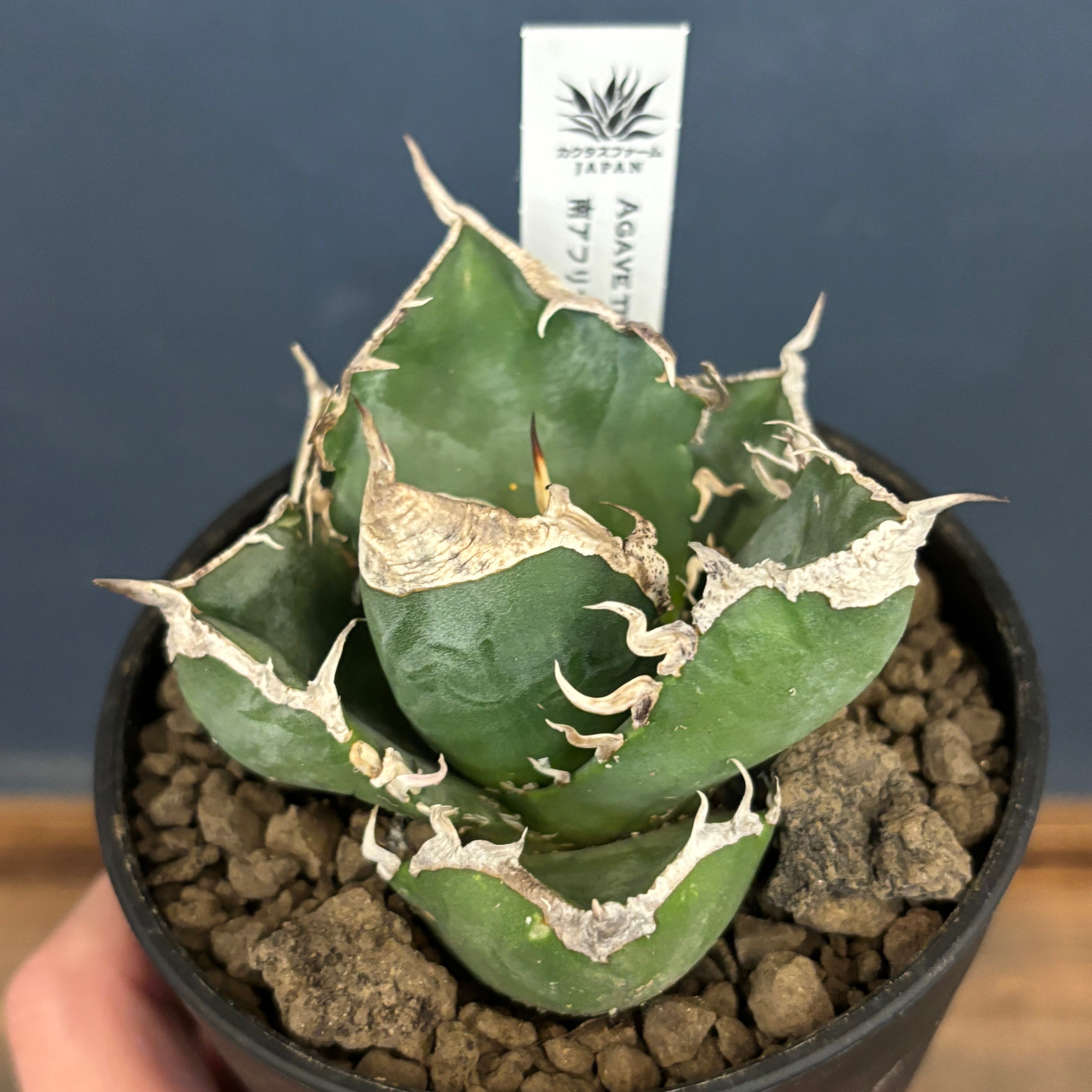 アガベ | PROTOLEAF プロトリーフ