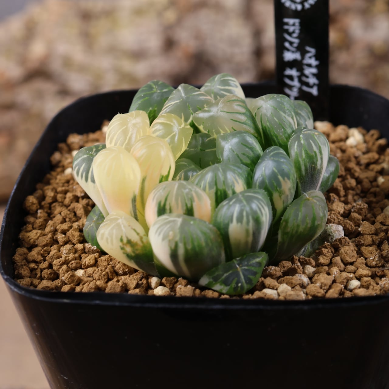 ALL ITEM | MARX PLANTS | 観葉植物・多肉植物・塊根植物