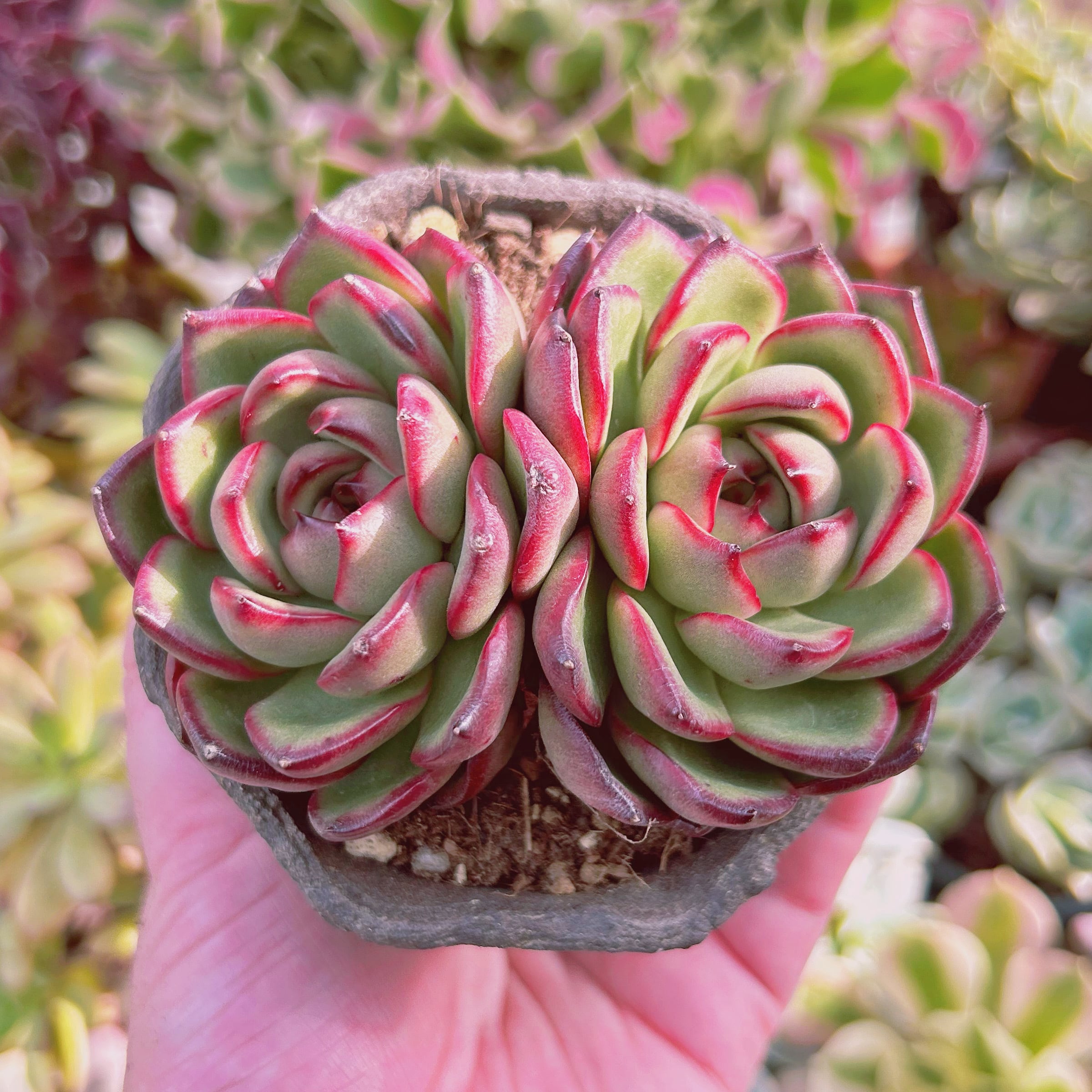 多肉植物　Echeveria モンブラン　大群生