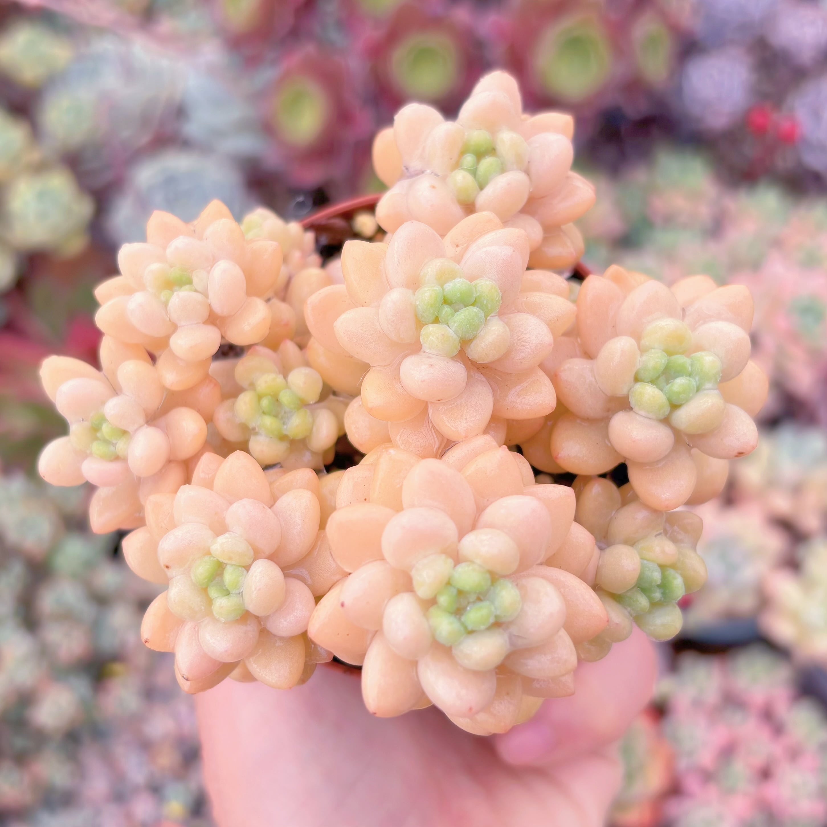 現品　パールミルク#F090　るる農園